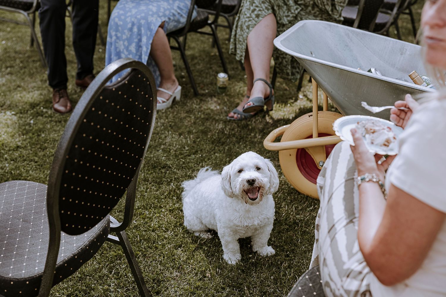 Small white fluffy dog sitting near chairs at outdoor gathering.