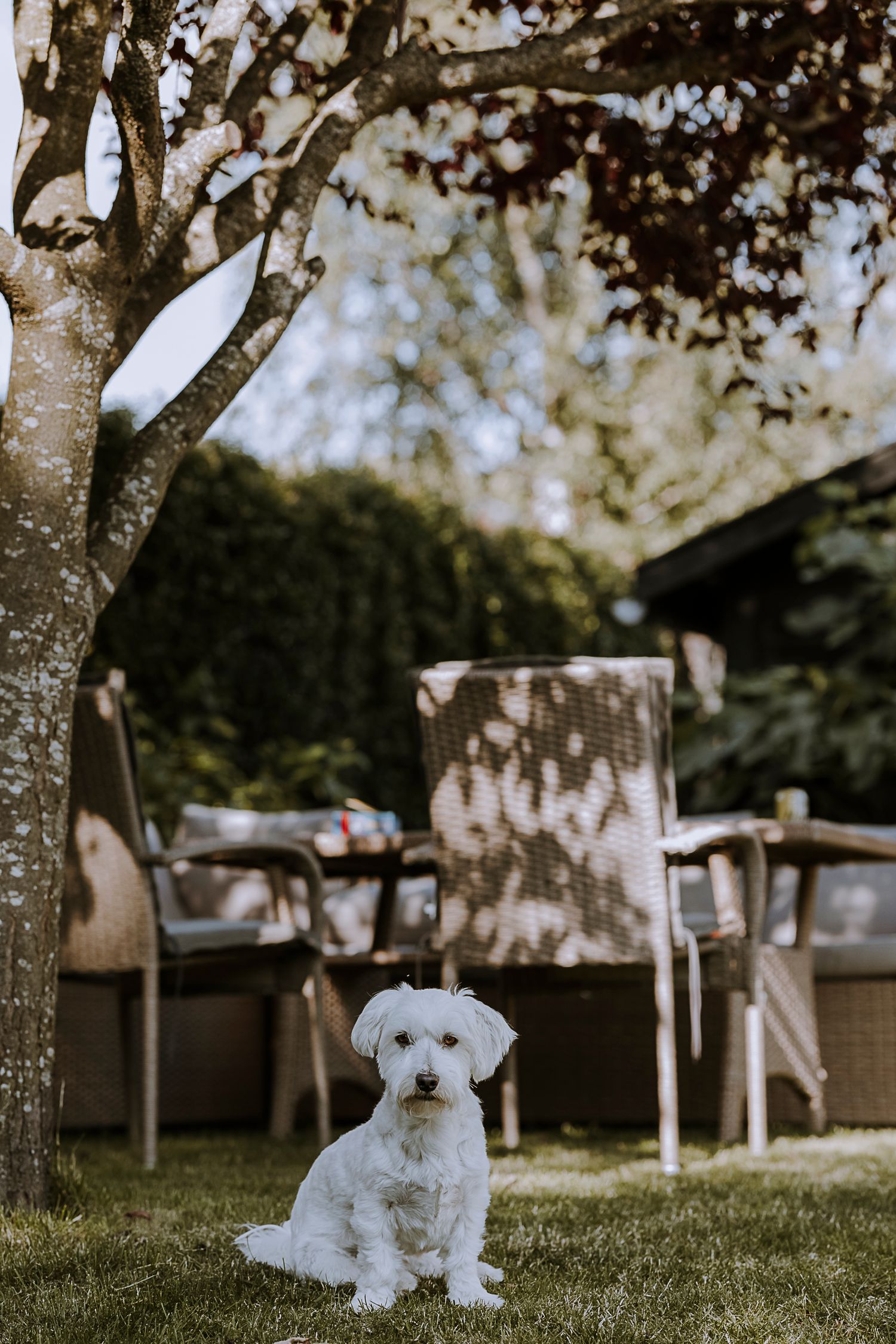 A small white dog sitting on grass under a tree with garden furniture in the background.