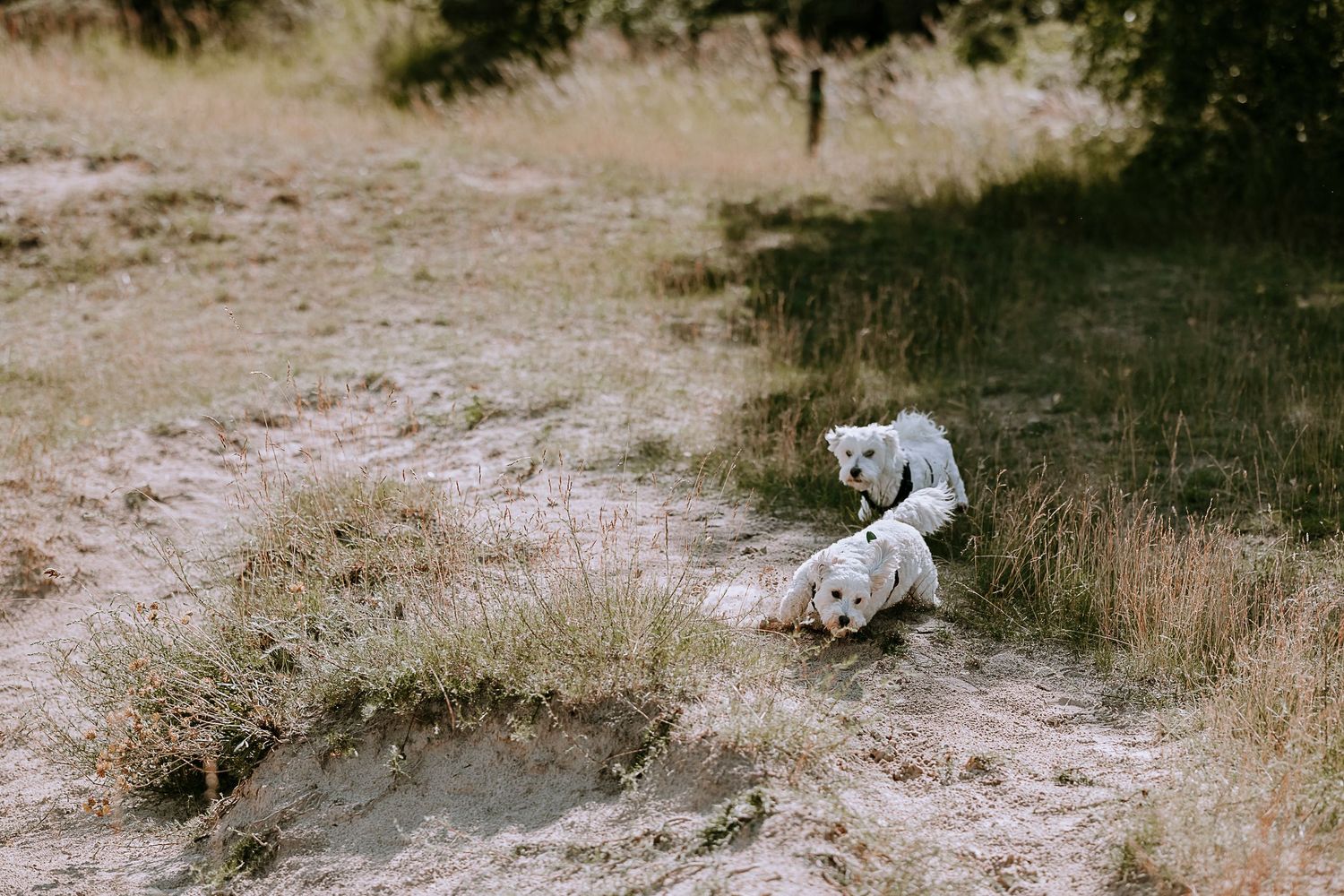 Two small white dogs sitting together on a sandy path outdoors.