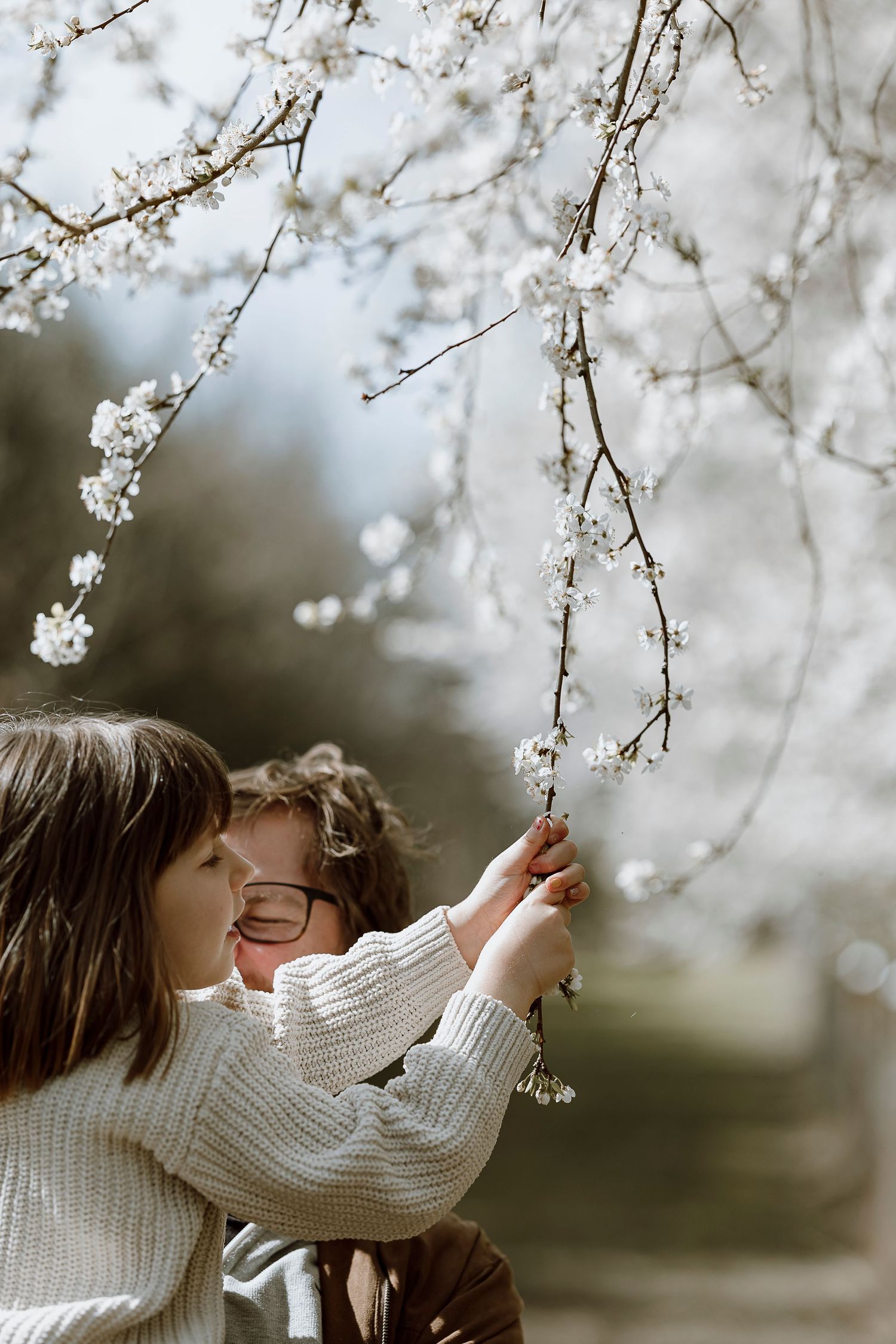 Sweet springtime moment under blooming cherry blossoms with knit sweater and gentle reach toward white petals.