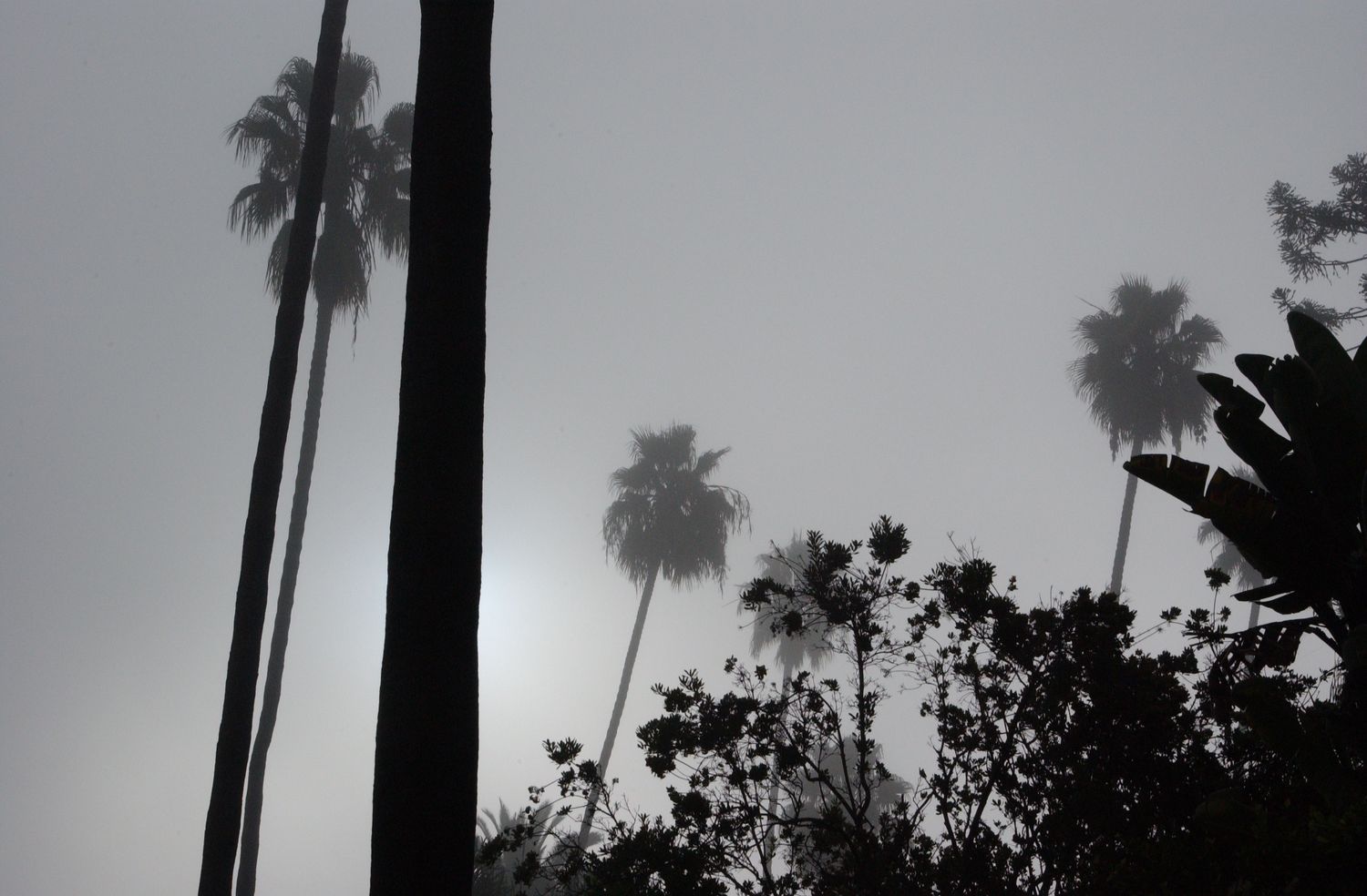 Palm tree silhouettes against a dramatic twilight sky.