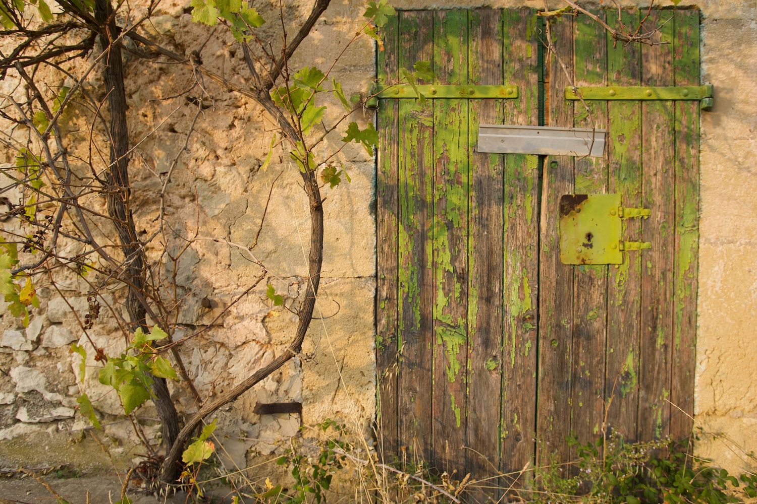 Weathered green wooden door with peeling paint and vines growing on old stone wall.
