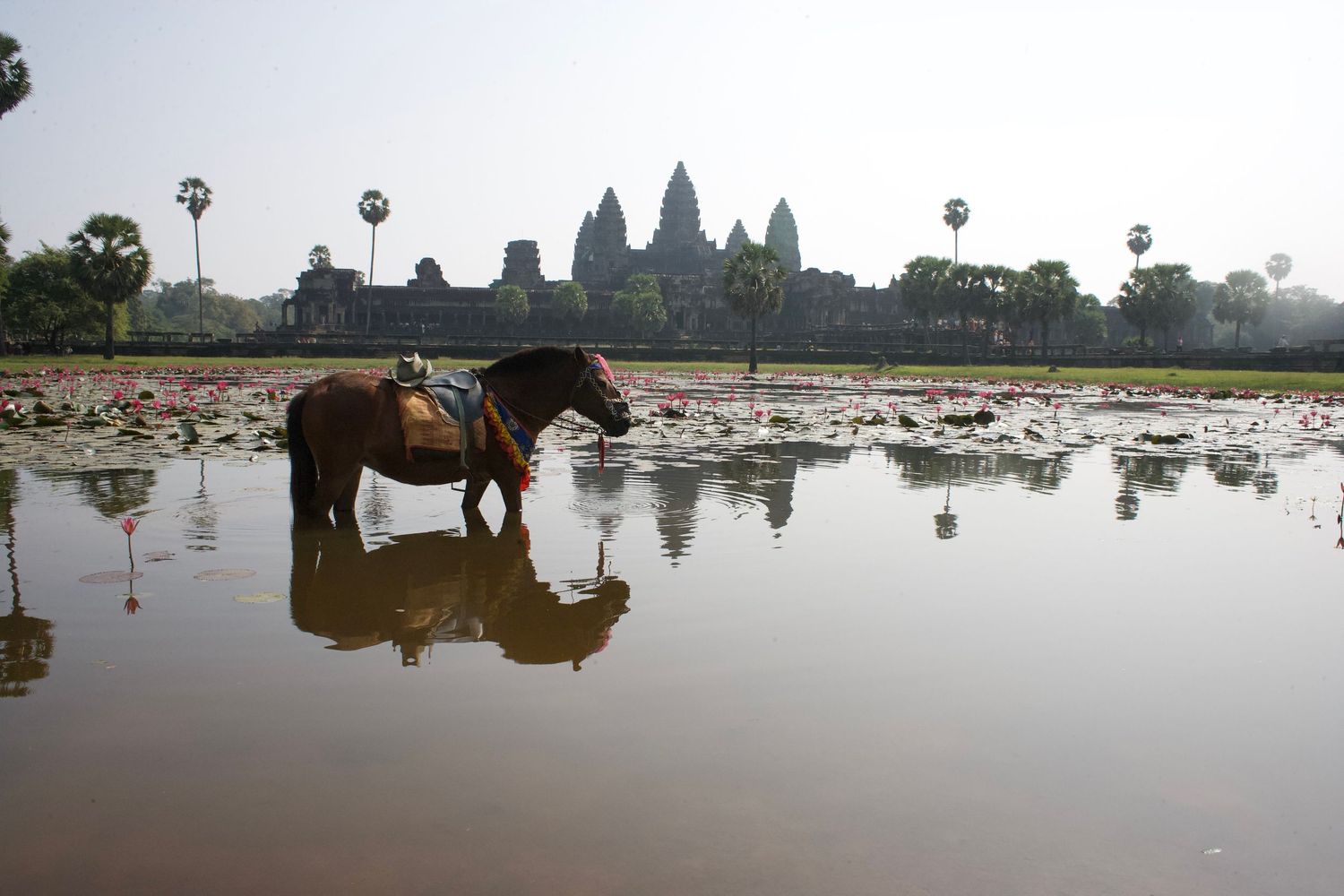 Scenic view of Angkor Wat temple reflected in still water with palm trees in Cambodia.
