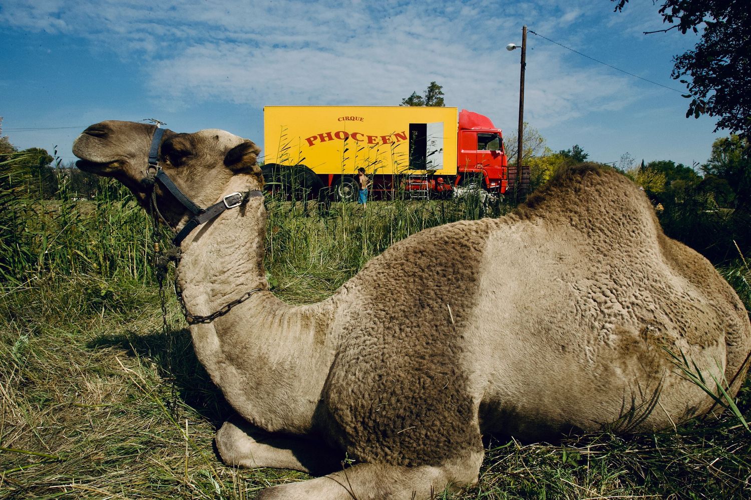 Camel resting in grass field with yellow delivery truck in background.