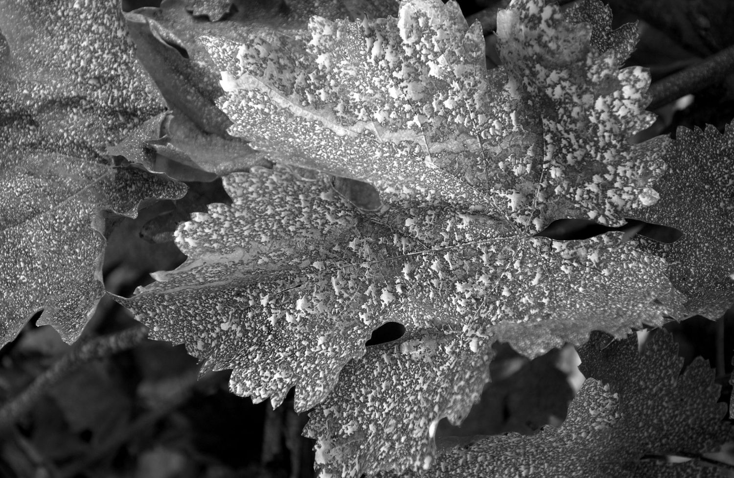 Close-up macro photograph of water droplets on leaves reflecting light and creating a sparkling effect in black and white.