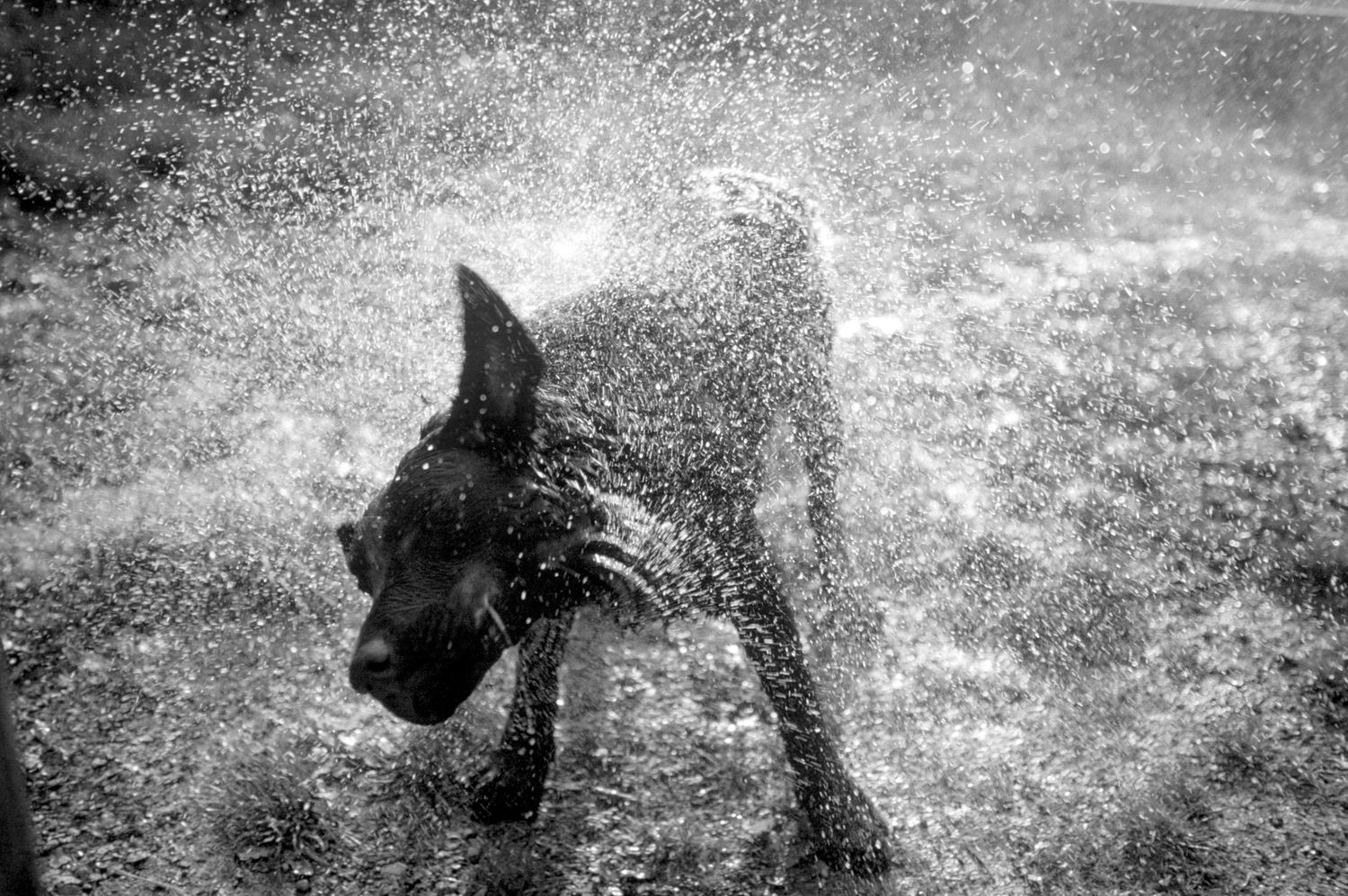 Black and white photographs arranged in a series showing grain and film textures.
