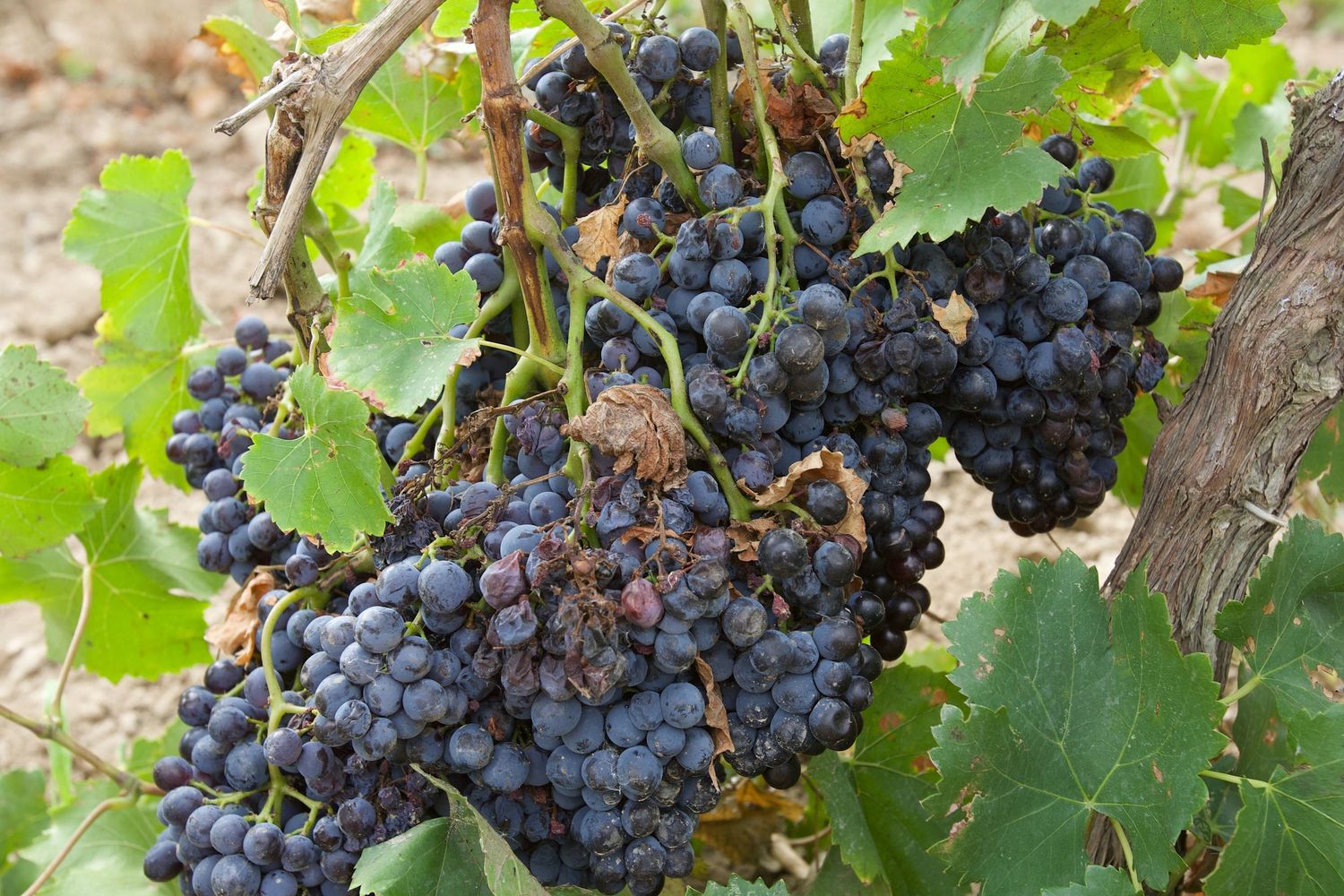 Clusters of ripe purple wine grapes hanging from green vines.