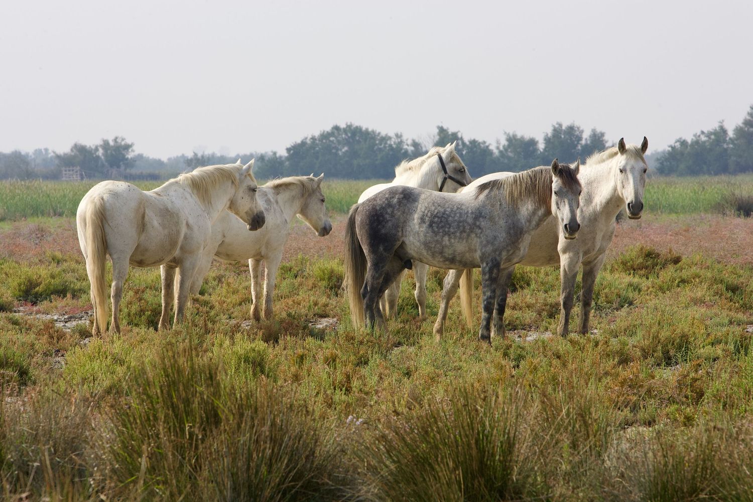 Group of white Camargue horses standing together in marshy grassland.