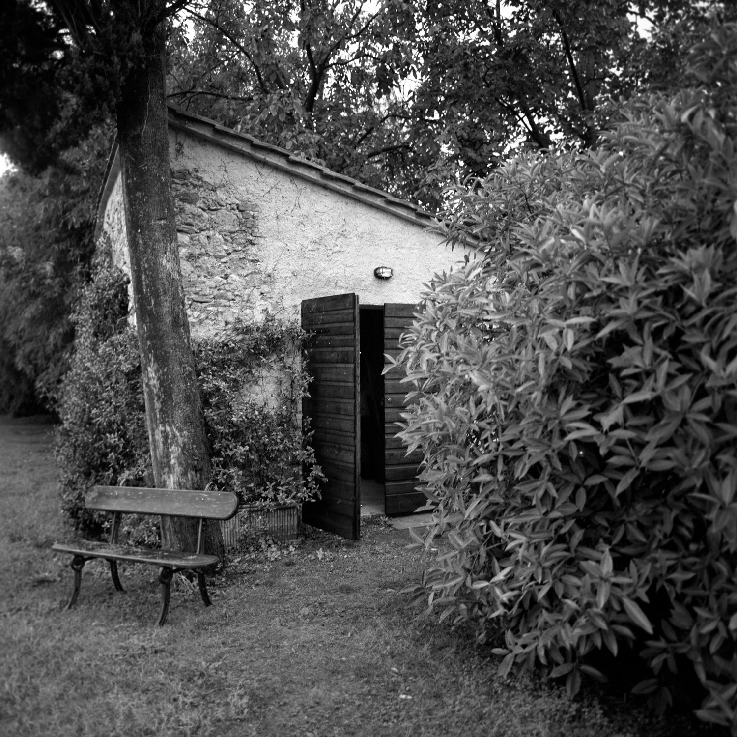 Rustic garden bench surrounded by lush foliage in a black and white photograph.
