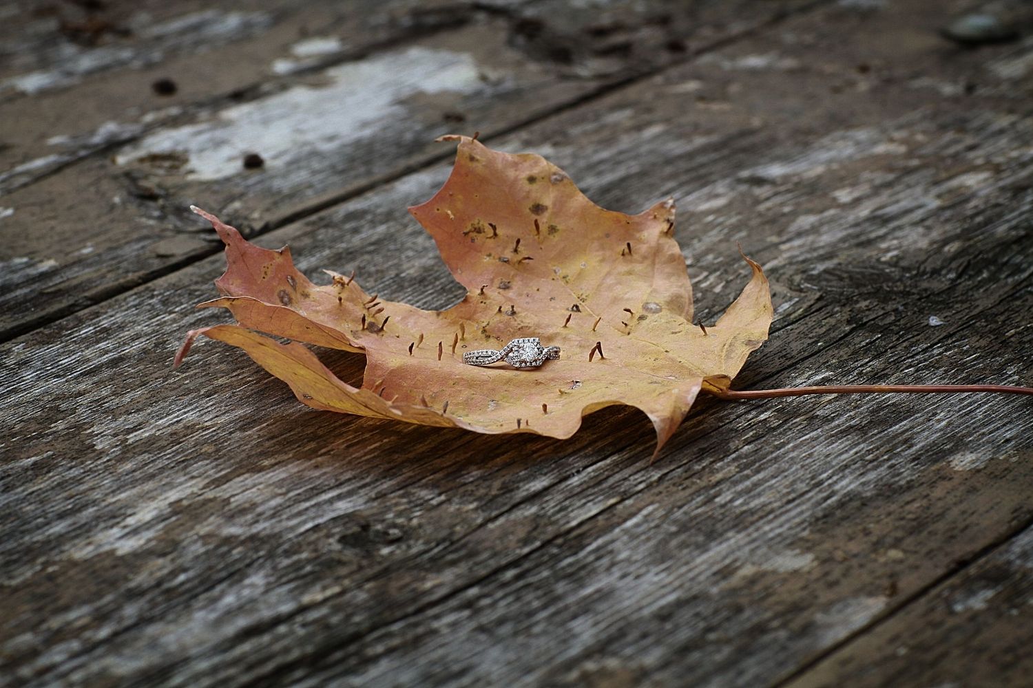 Engagement session at Quail Hollow
