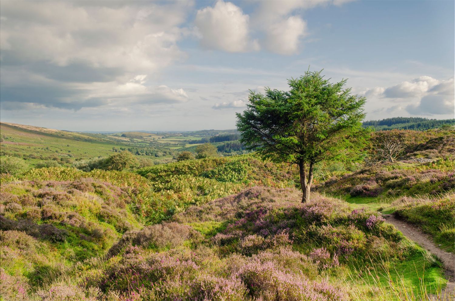 A lone tree stands on a heather-covered moorland hillside with rolling hills and cloudy skies in the Yorkshire countryside.
