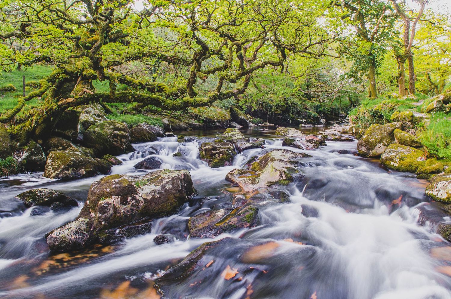 Rushing whitewater cascades over mossy rocks under twisted tree branches in a lush green forest setting at Cadover Bridge, Dartmoor Devon
