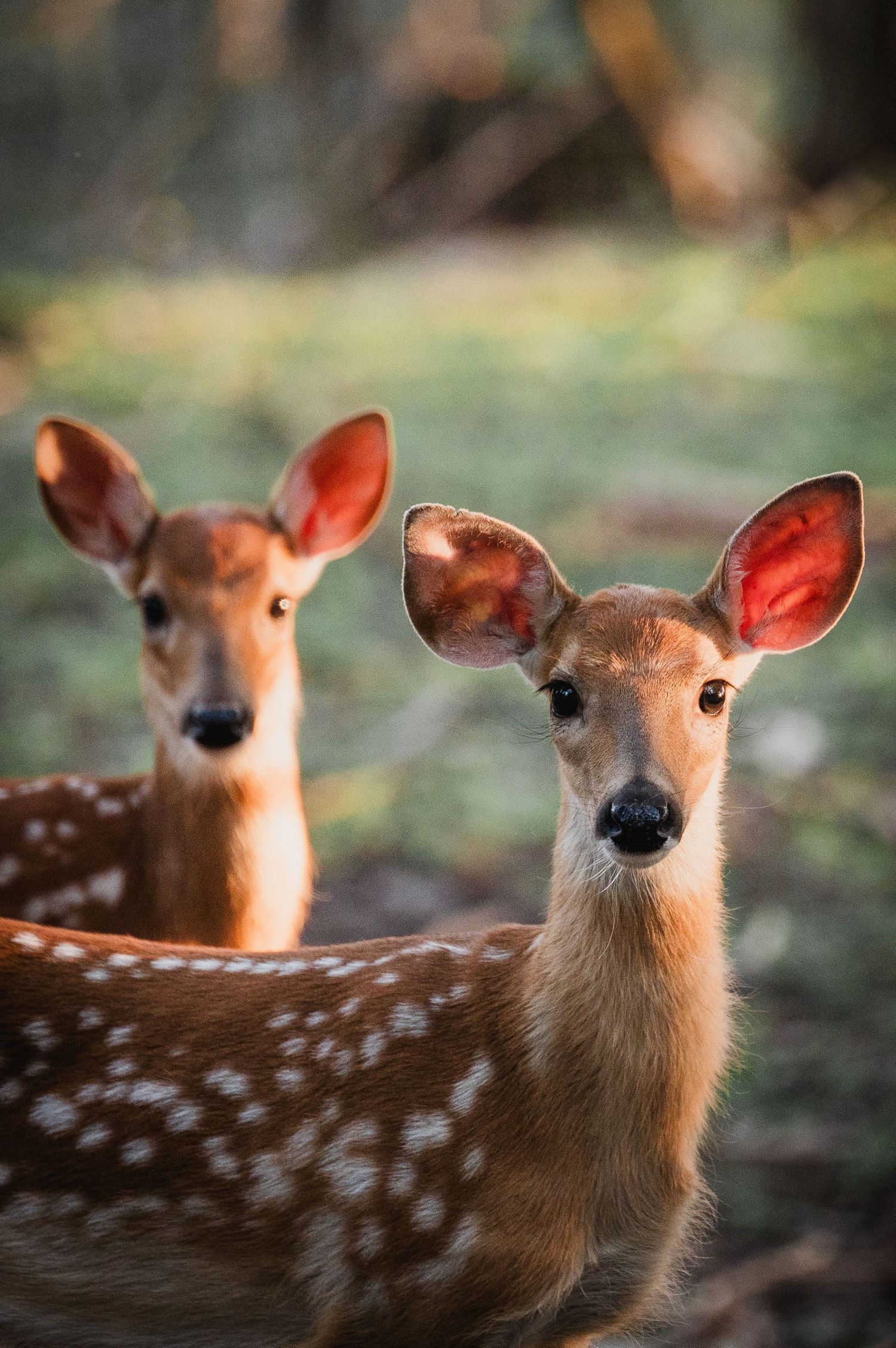 Welcome to the Antler Farm & Gallery – a destination nestled in the heart of Almaguin, where nature, art, come together!