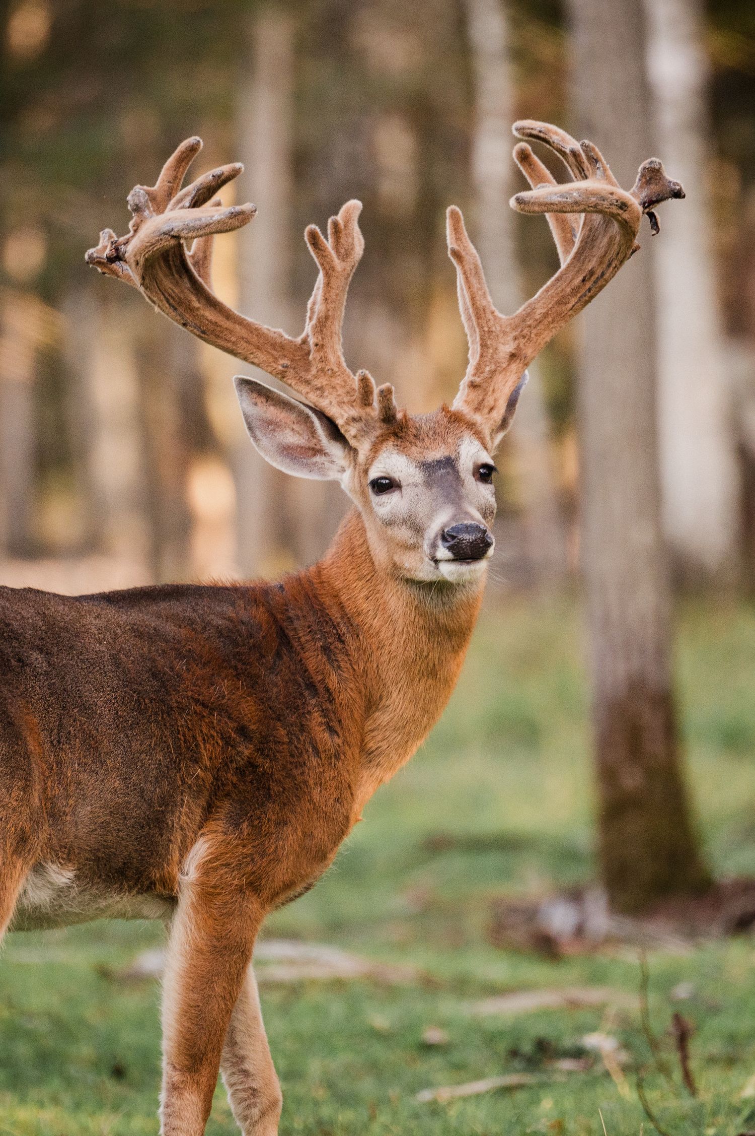 Welcome to the Antler Farm & Gallery – a destination nestled in the heart of Almaguin, where nature, art, come together!