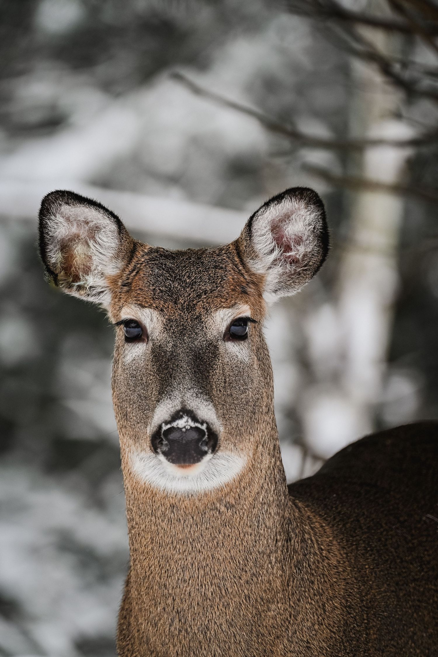 Welcome to the Antler Farm & Gallery – a destination nestled in the heart of Almaguin, where nature, art, come together!