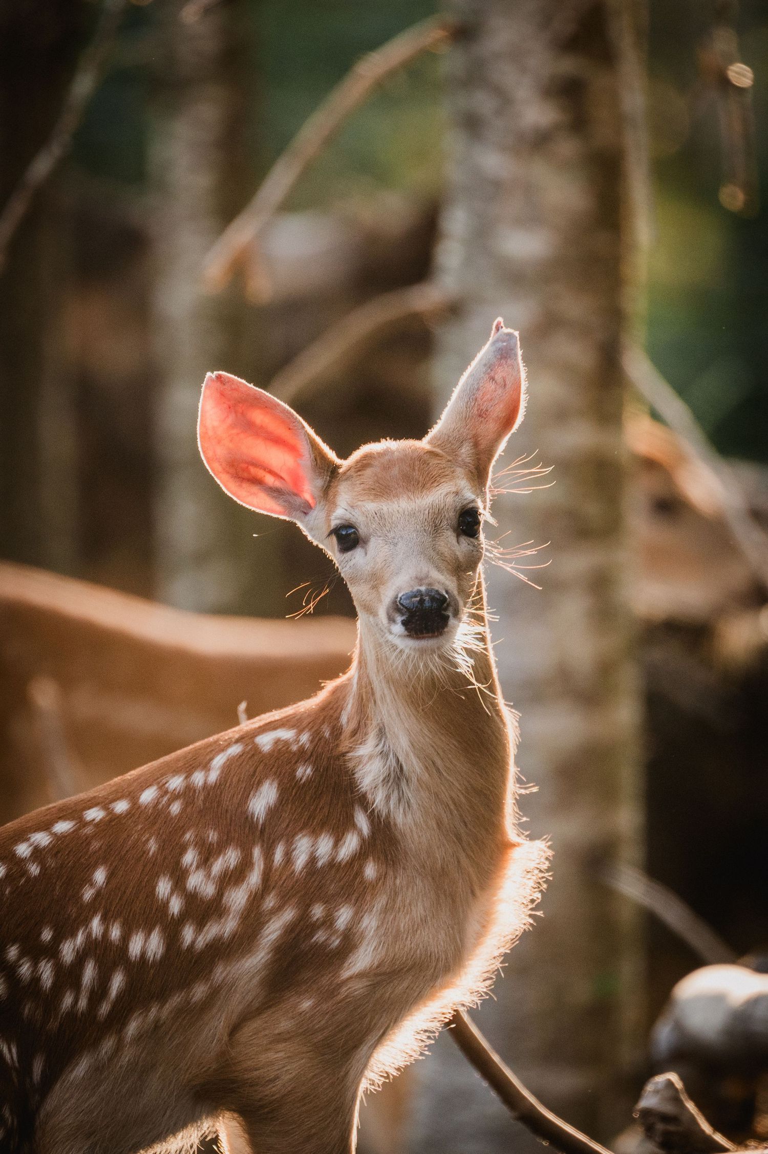 Welcome to the Antler Farm & Gallery – a destination nestled in the heart of Almaguin, where nature, art, come together!