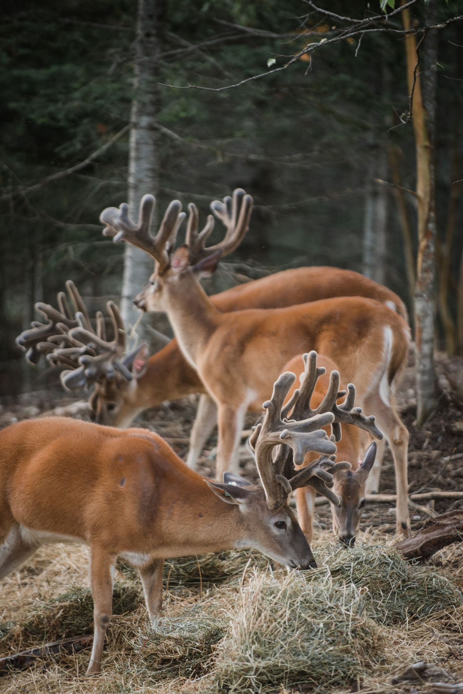 Welcome to the Antler Farm & Gallery – a destination nestled in the heart of Almaguin, where nature, art, come together!