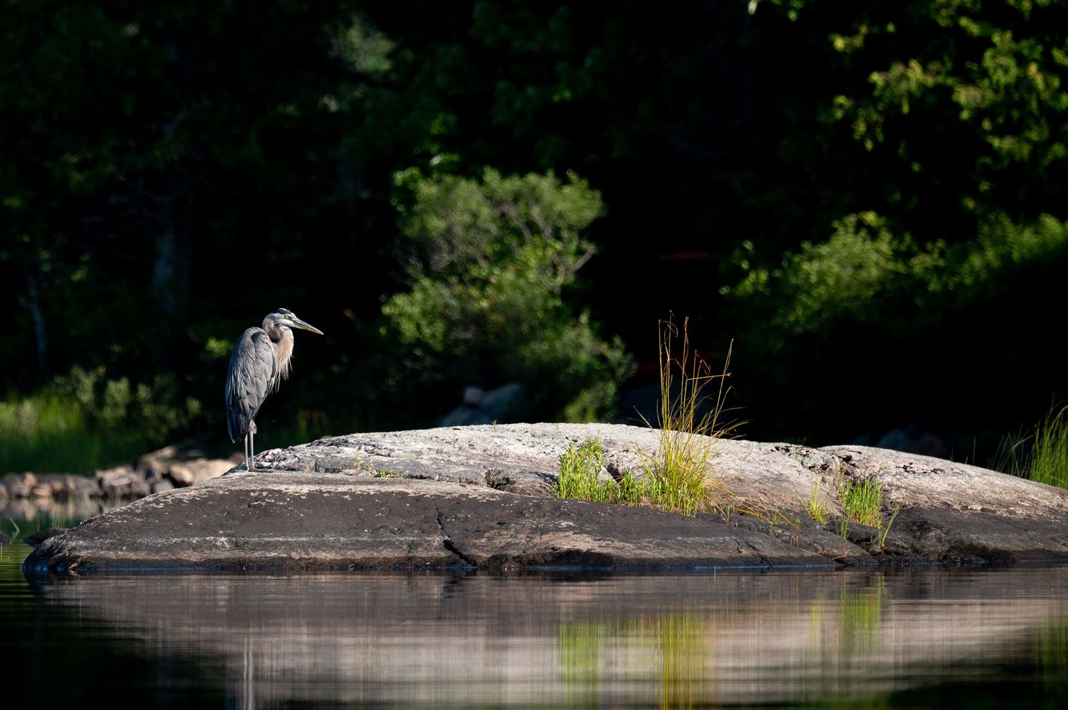 Welcome to the Antler Farm & Gallery – a destination nestled in the heart of Almaguin, where nature, art, come together!
