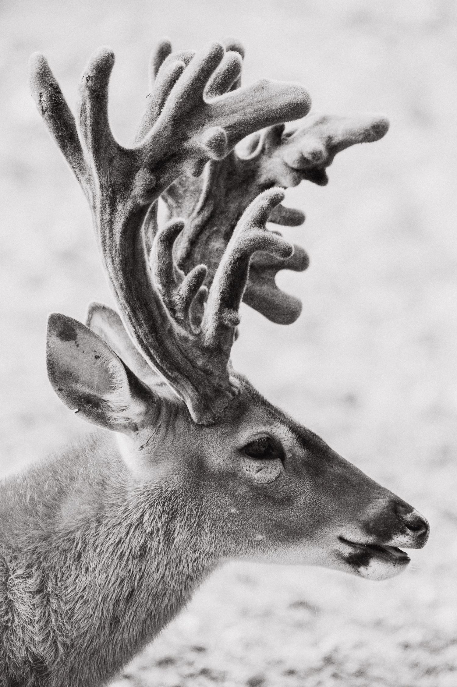 Welcome to the Antler Farm & Gallery – a destination nestled in the heart of Almaguin, where nature, art, come together!