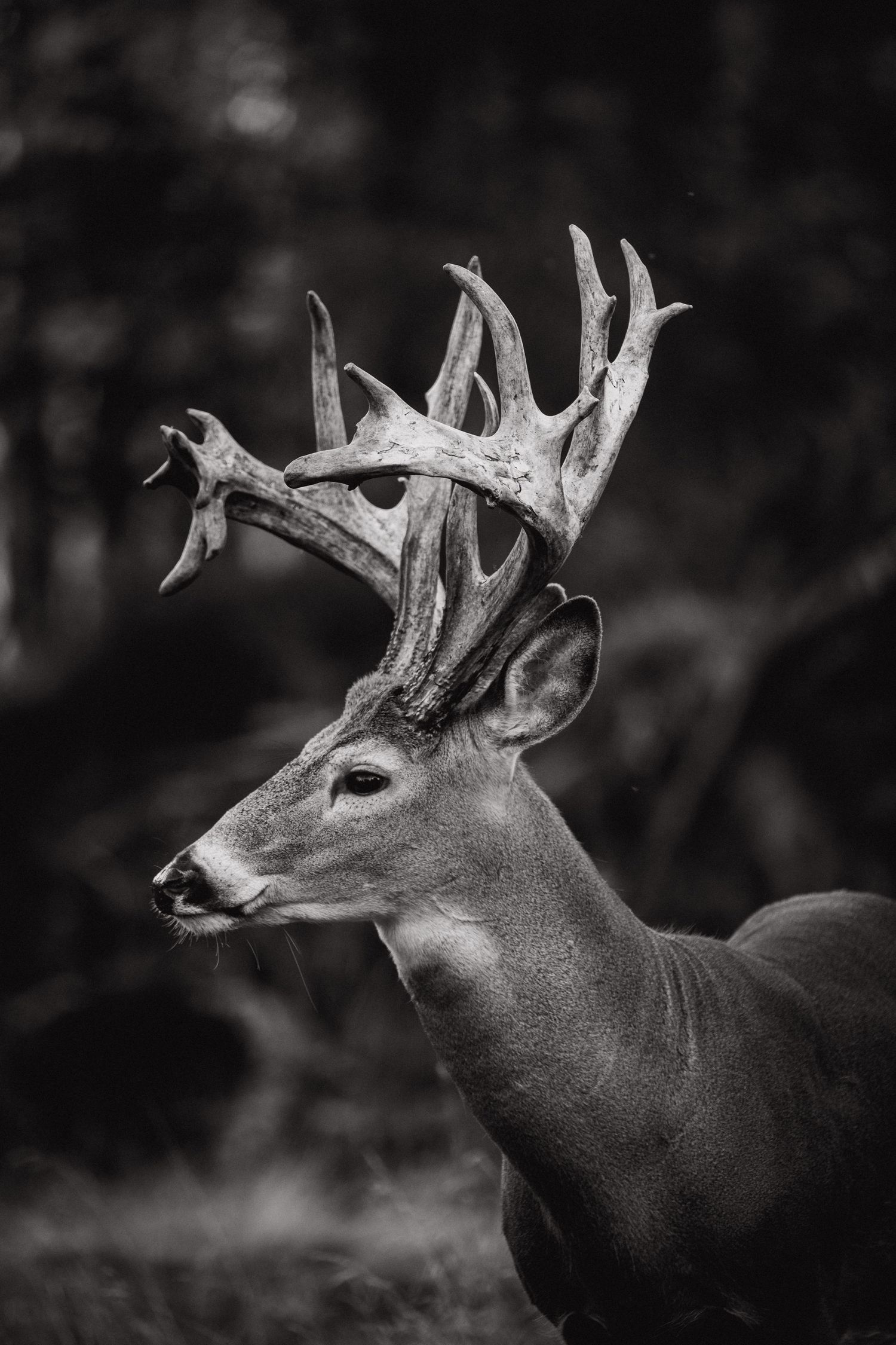Welcome to the Antler Farm & Gallery – a destination nestled in the heart of Almaguin, where nature, art, come together!