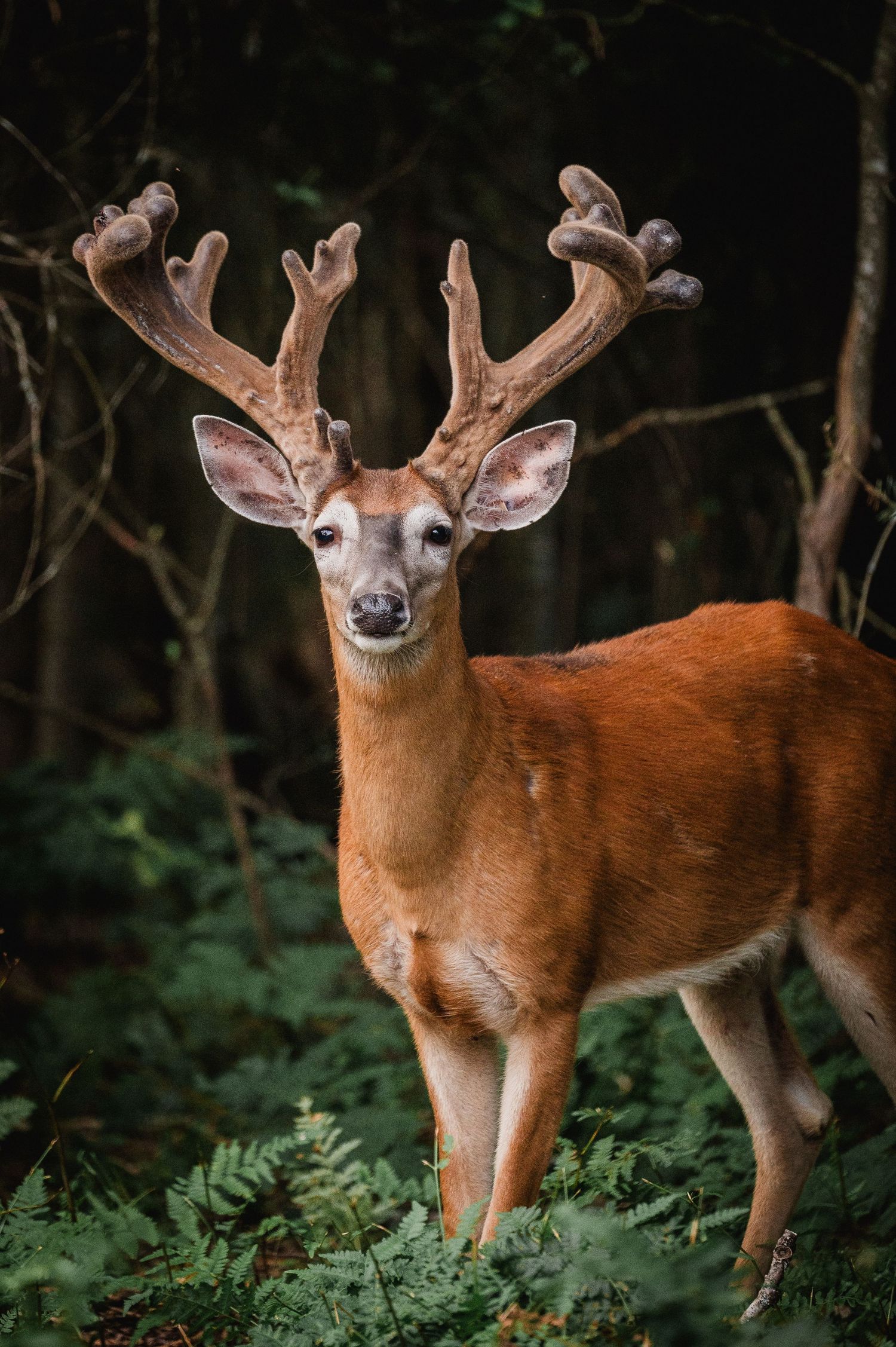 Welcome to the Antler Farm & Gallery – a destination nestled in the heart of Almaguin, where nature, art, come together!