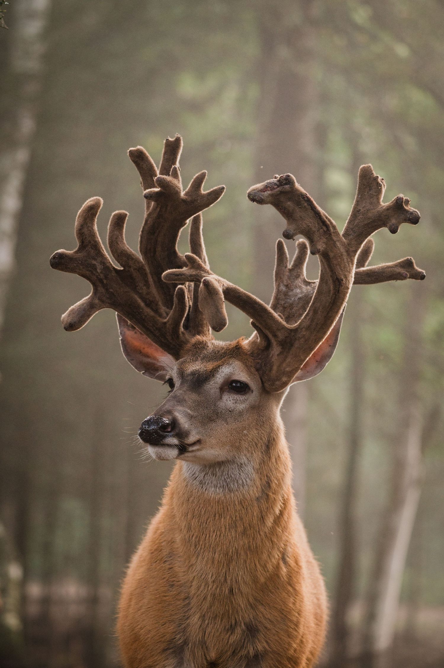 Welcome to the Antler Farm & Gallery – a destination nestled in the heart of Almaguin, where nature, art, come together!
