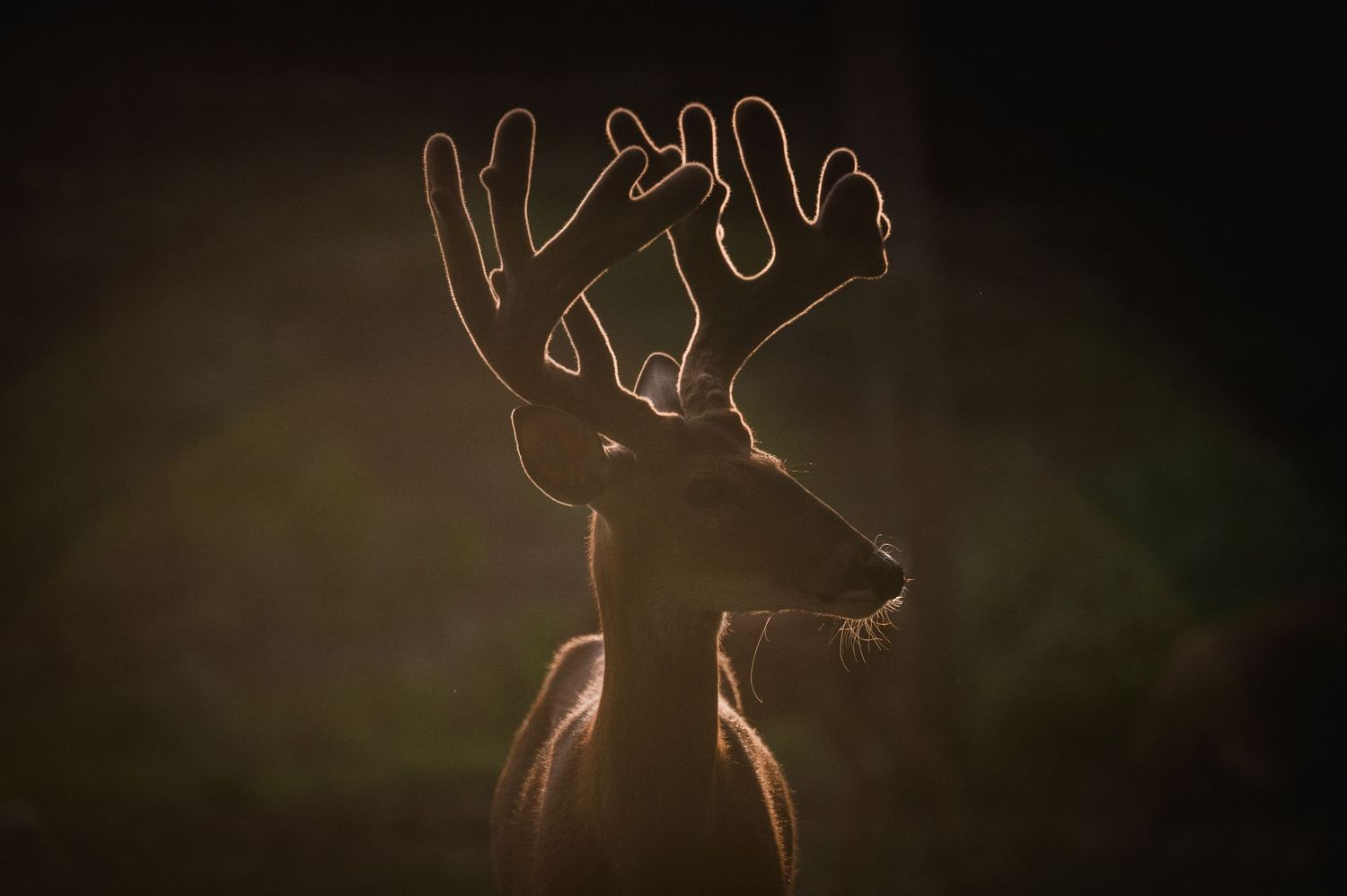 Welcome to the Antler Farm & Gallery – a destination nestled in the heart of Almaguin, where nature, art, come together!