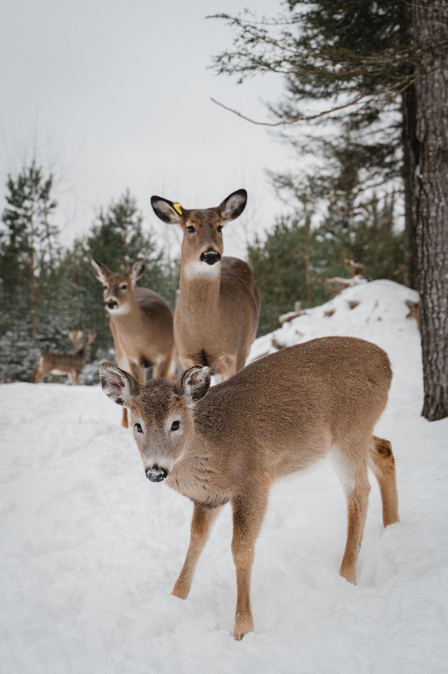 Welcome to the Antler Farm & Gallery – a destination nestled in the heart of Almaguin, where nature, art, come together!