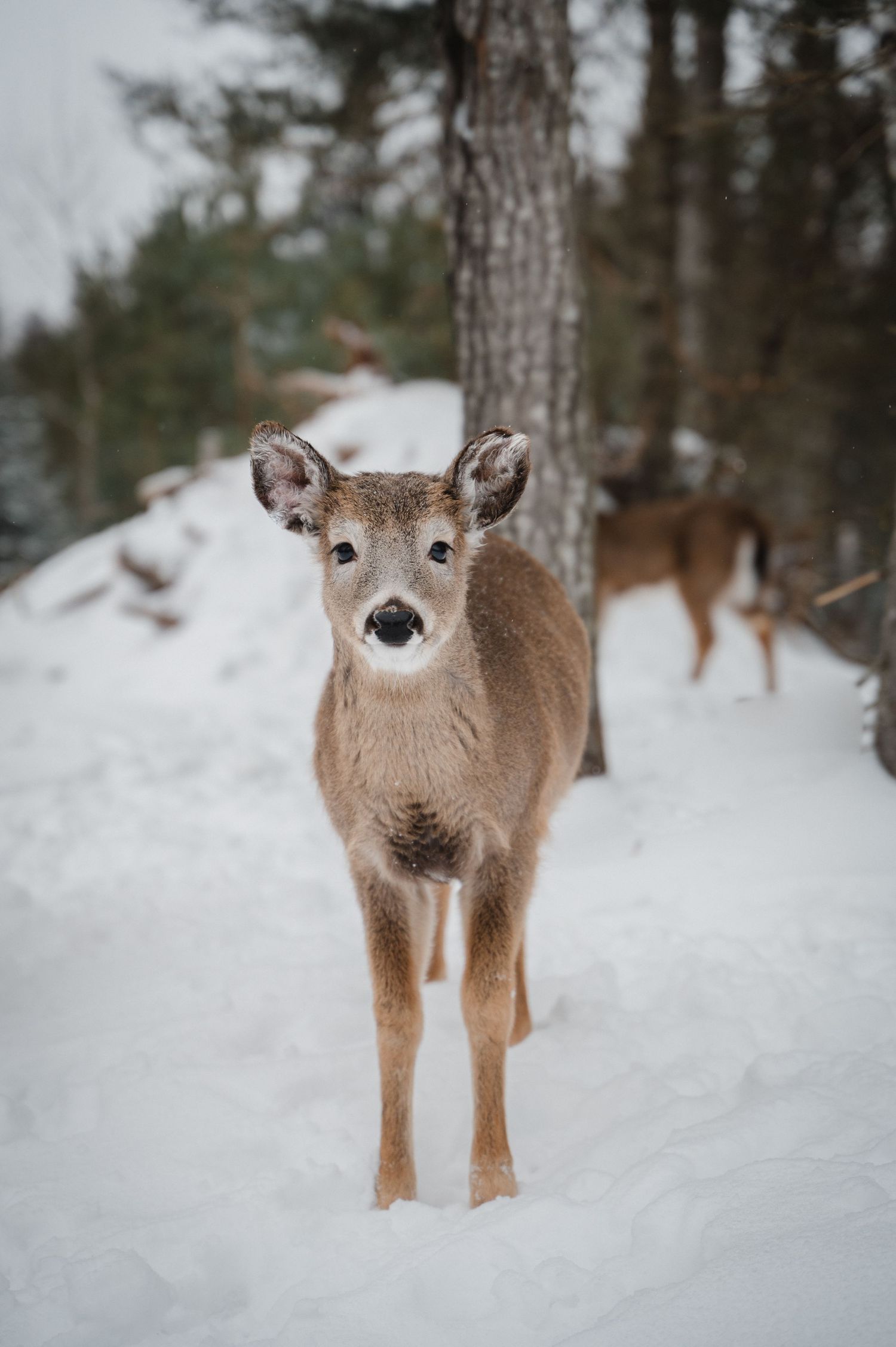 Welcome to the Antler Farm & Gallery – a destination nestled in the heart of Almaguin, where nature, art, come together!