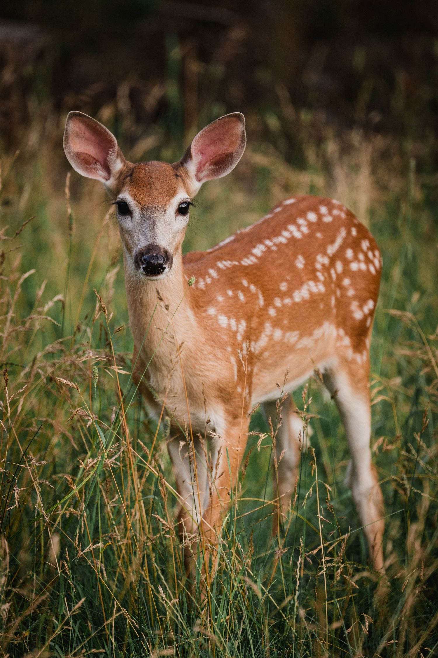 Welcome to the Antler Farm & Gallery – a destination nestled in the heart of Almaguin, where nature, art, come together!