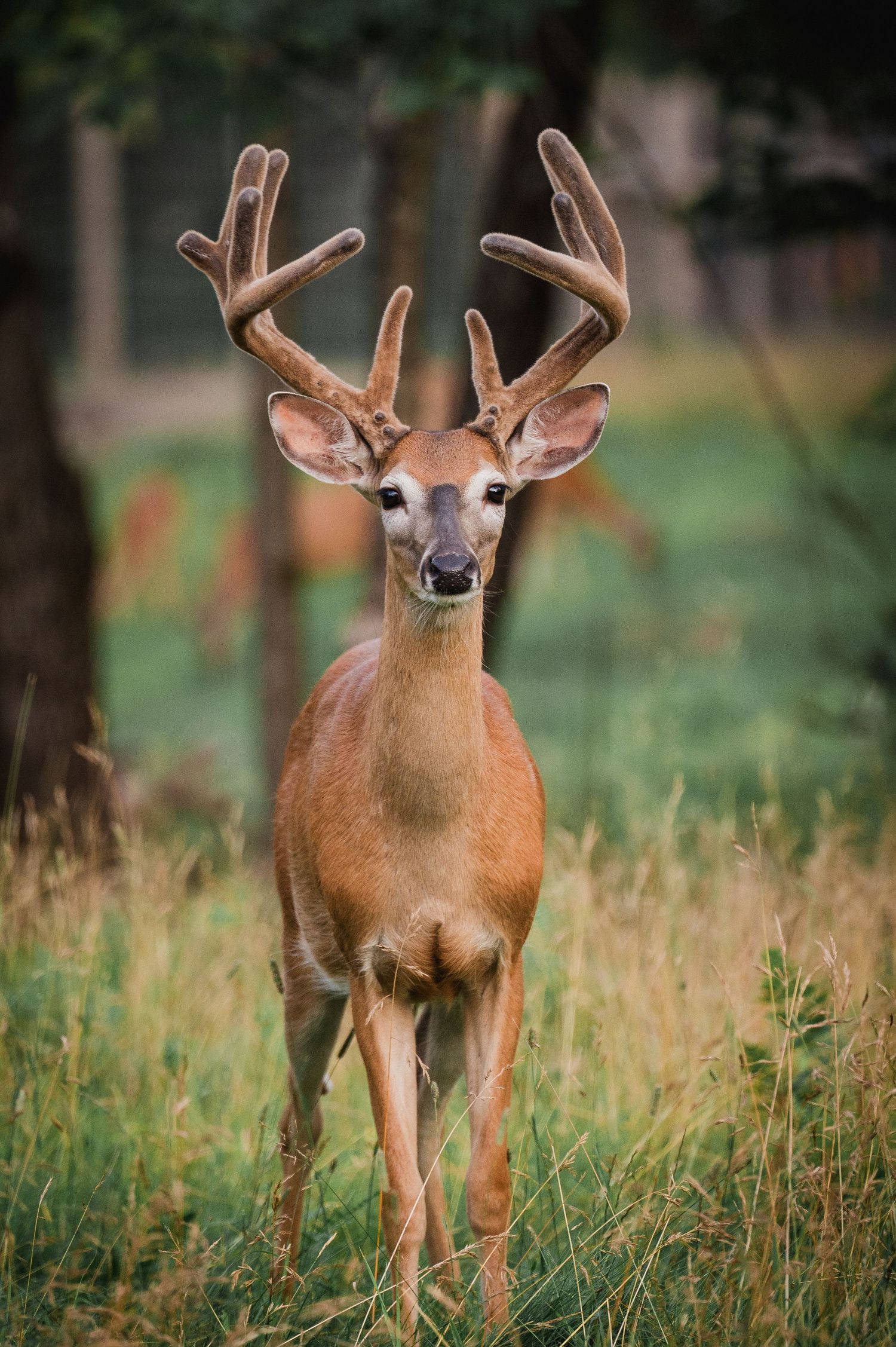 Welcome to the Antler Farm & Gallery – a destination nestled in the heart of Almaguin, where nature, art, come together!