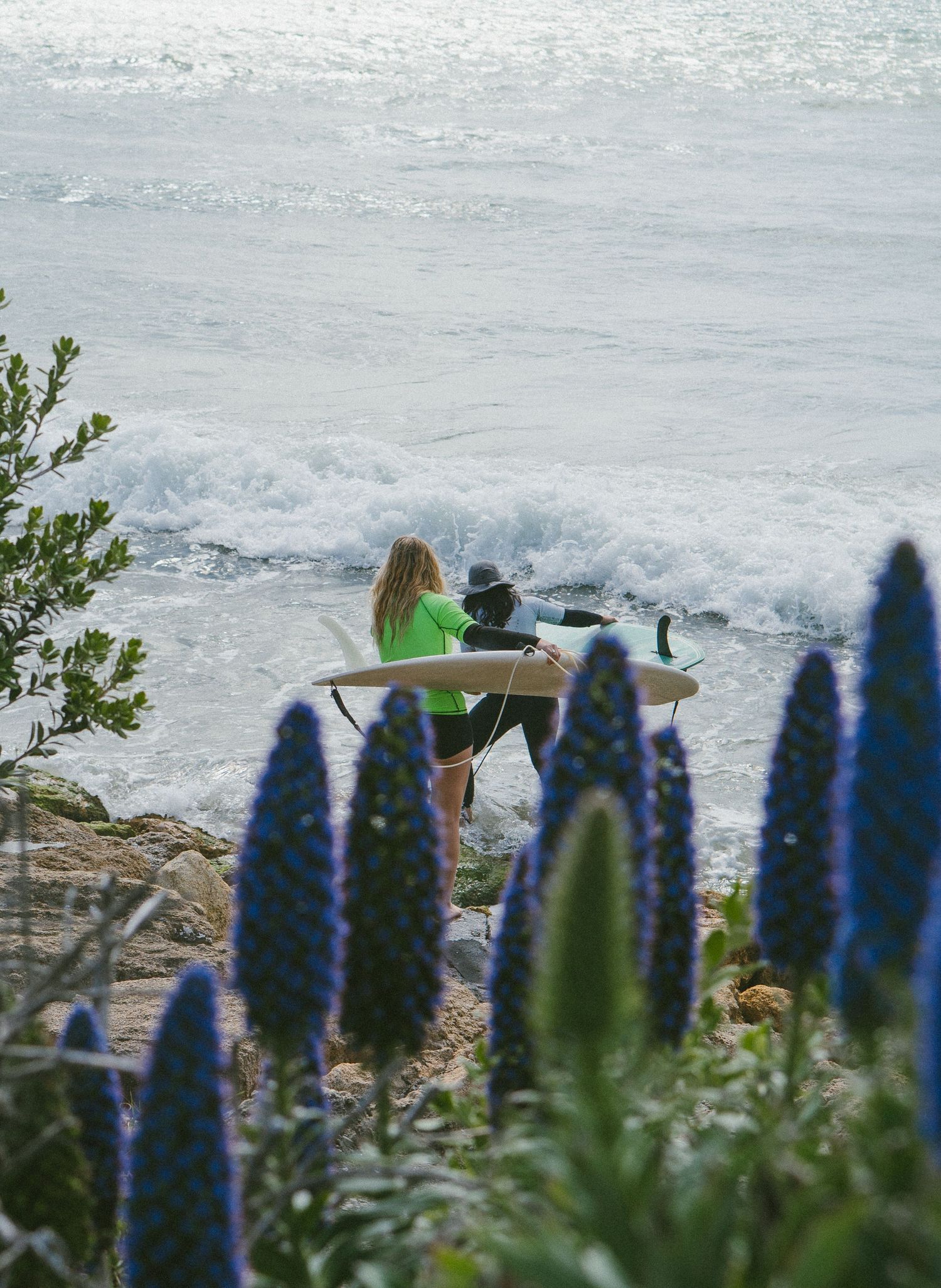 People watching waves through purple lupine flowers on coastal cliff.
