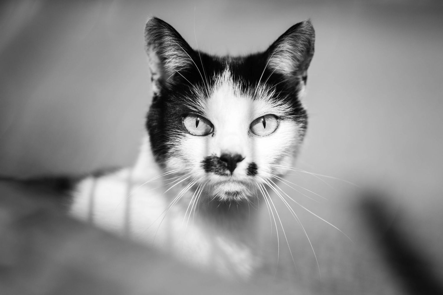 Portrait créatif d’un chat évoquant un test de Rorschach, ambiance artistique. Photographie animalière expressive, Ouest lyonnais.