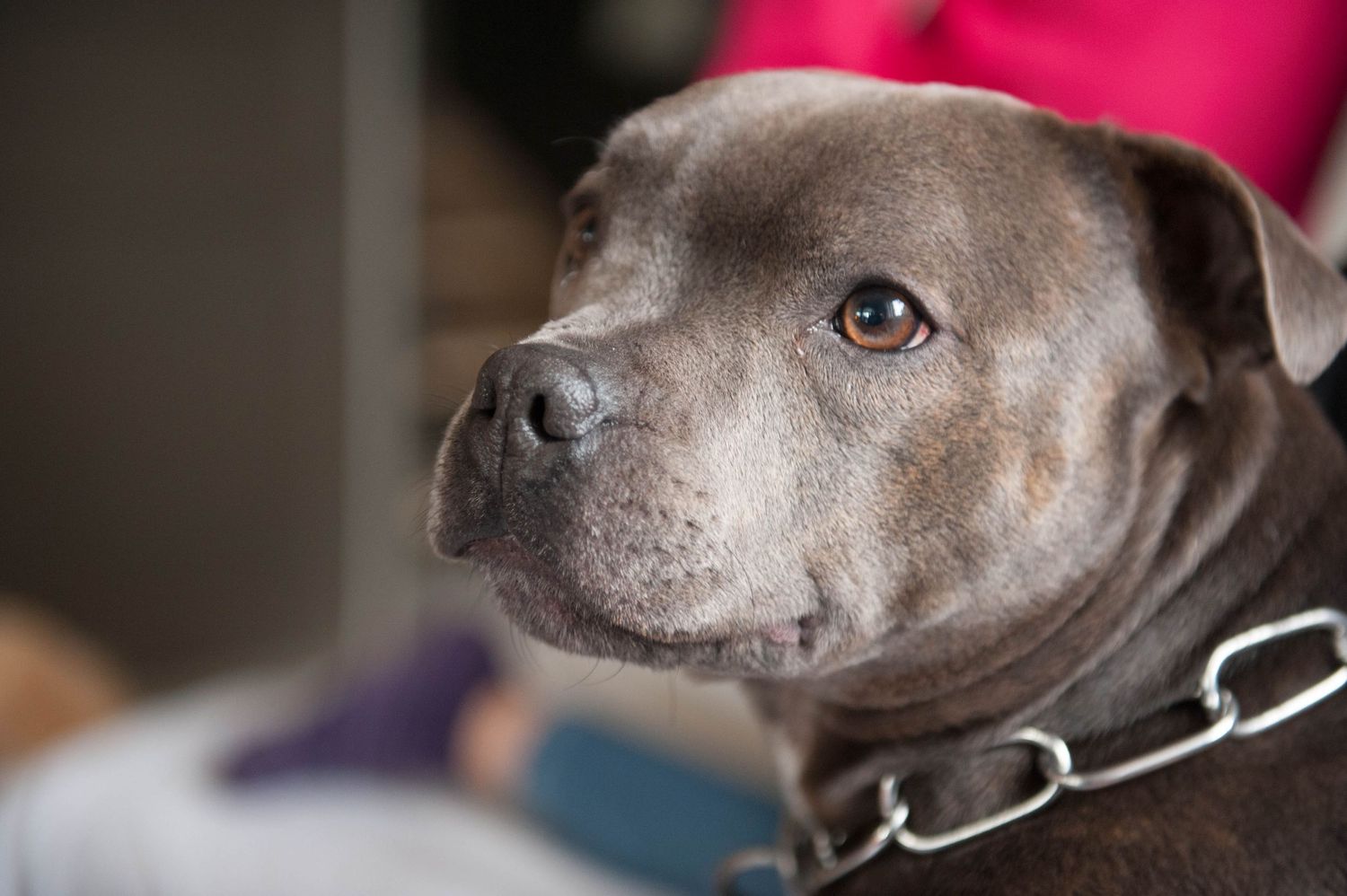 Portrait artistique d'un chien, axé sur le caractère et l'émotion. Photographe lifestyle animalier dans l'Ouest lyonnais.
