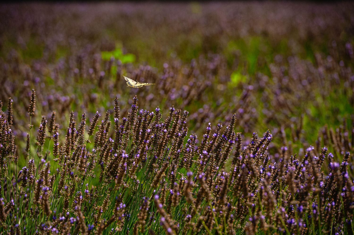 Photo de détail d'un papillon volant parmi les brins de lavande