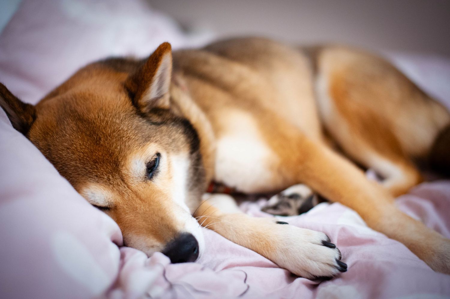 Portrait canin expressif capturé avec douceur, photographie animalière par Vincent Bourdeix, photographe à l’Ouest lyonnais.