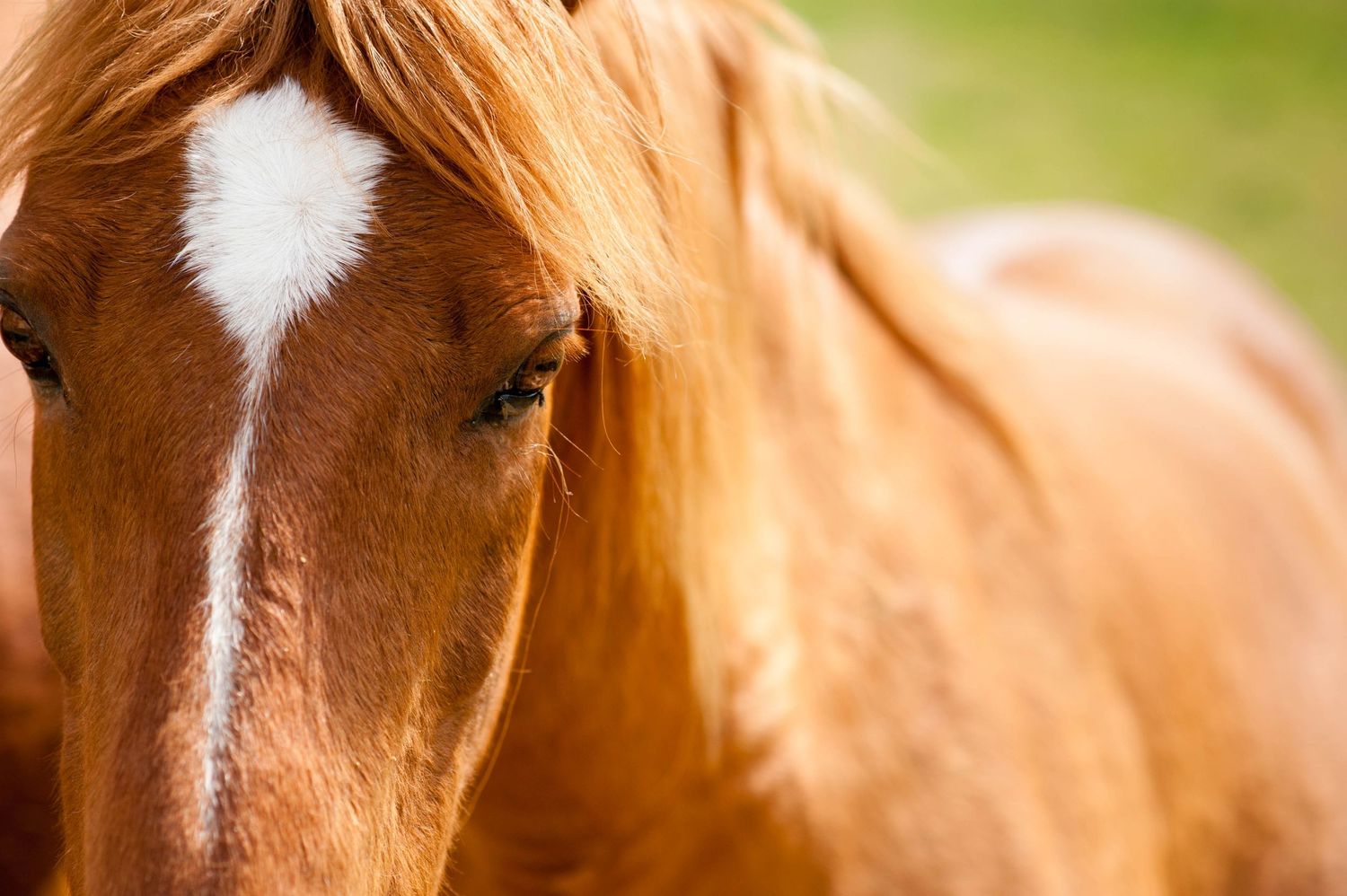 Portrait animalier d'un cheval, rendu poétique et sensible. Photographie lifestyle animalière, disponible en Ouest lyonnais.