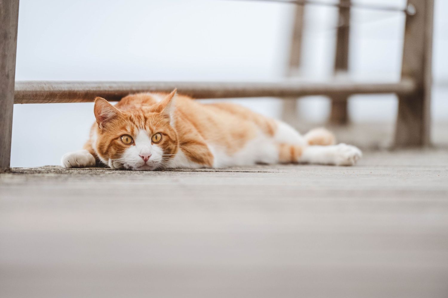 Chat roux allongé sur une terrasse en bois, capté dans un style naturel et minimaliste par Vincent Bourdeix, photographe animalier dans l’Ou