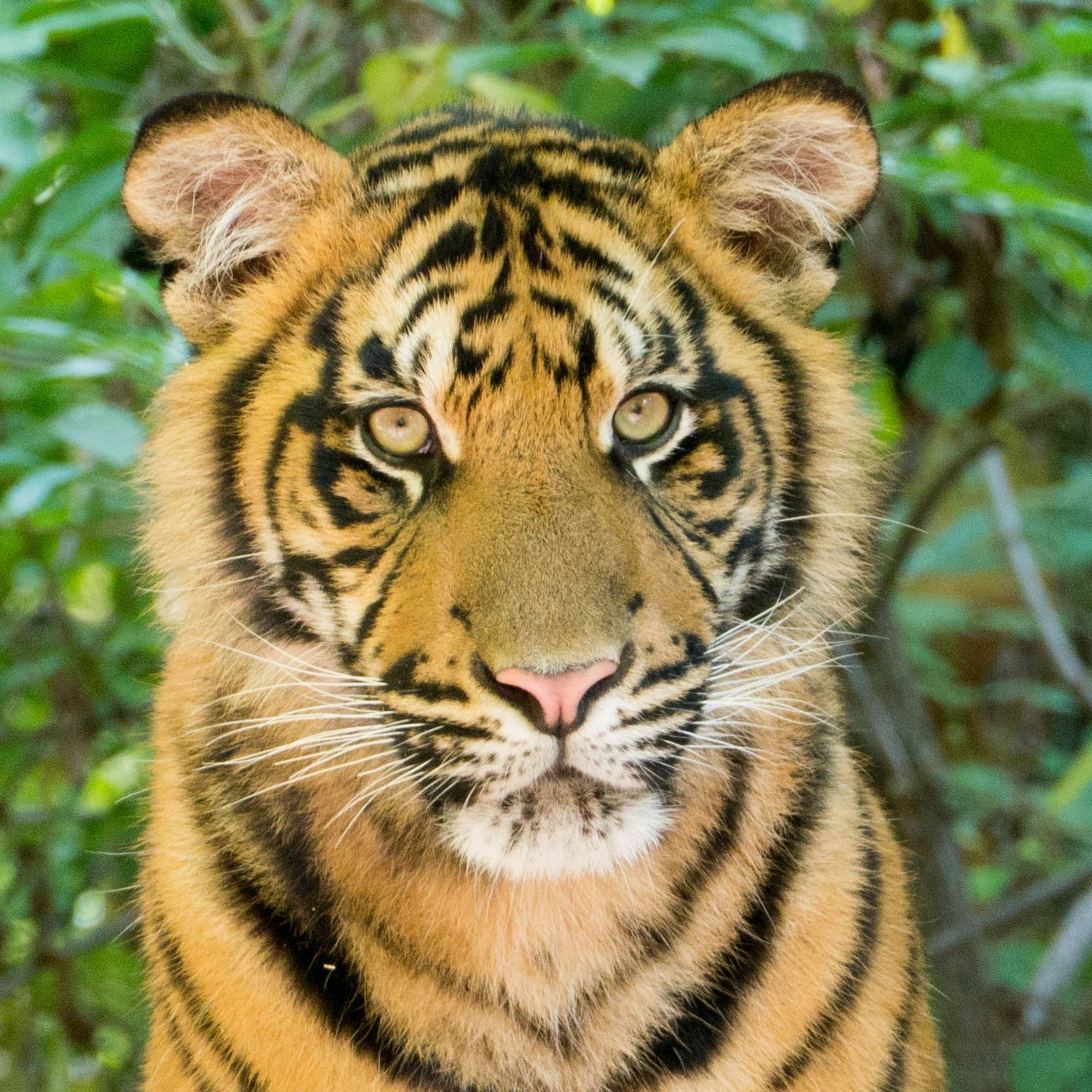 Portrait d'un tigre