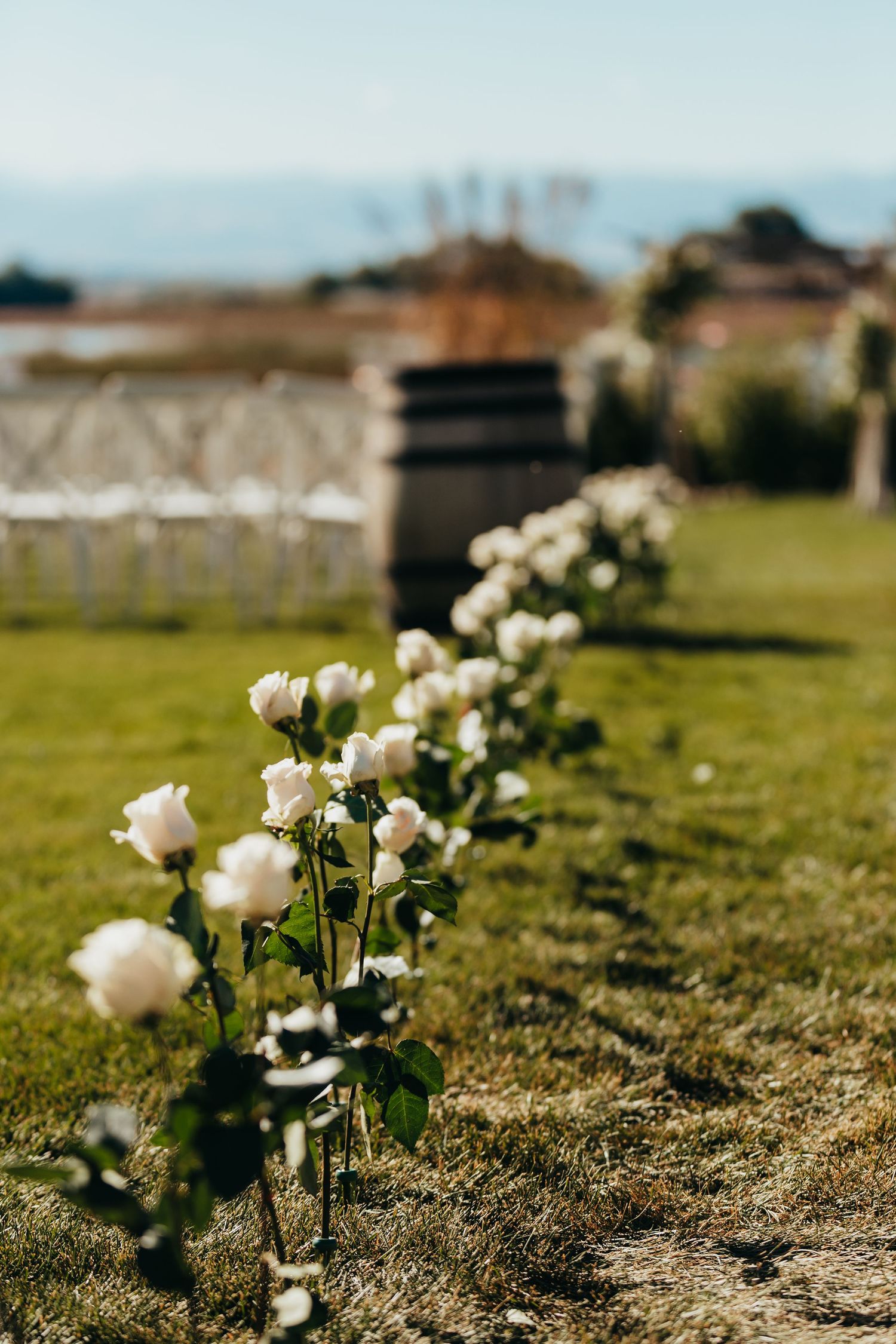 White roses line garden pathway with mountain landscape in background.