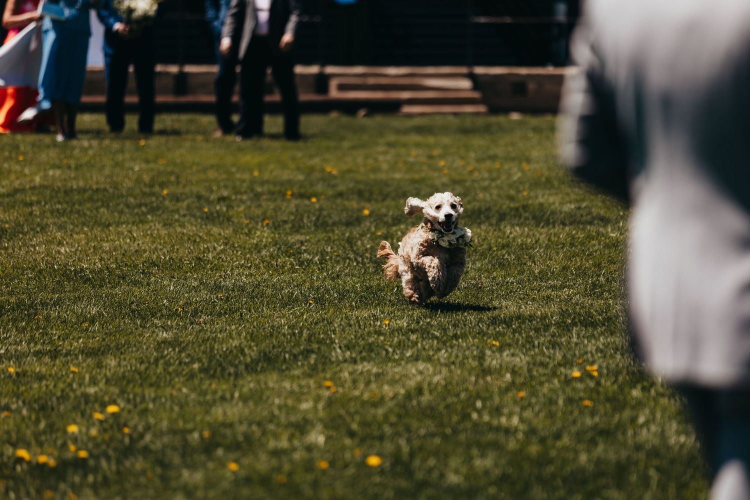 Small white dog running happily across a grassy field with yellow flowers.