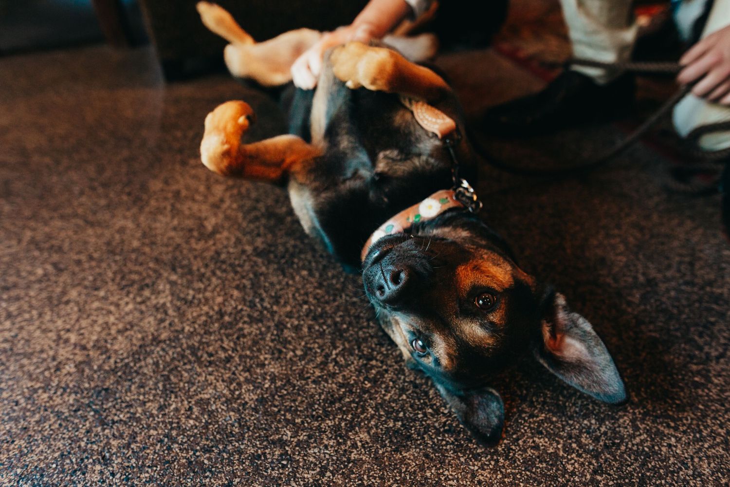 Playful dog rolling on its back during wedding celebrations on dark flooring.