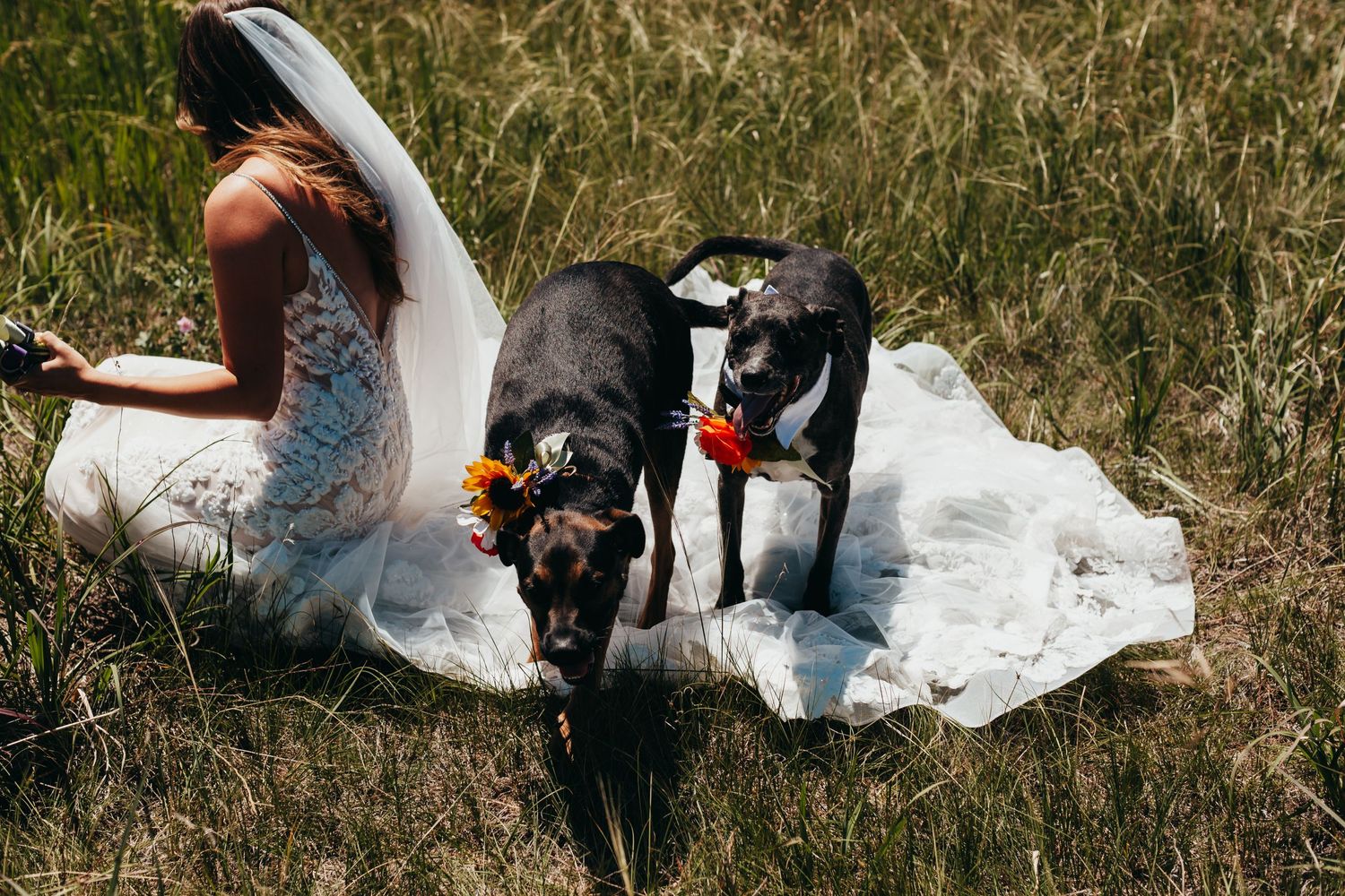 Two black dogs rest on a white wedding dress train spread across grass outdoors.