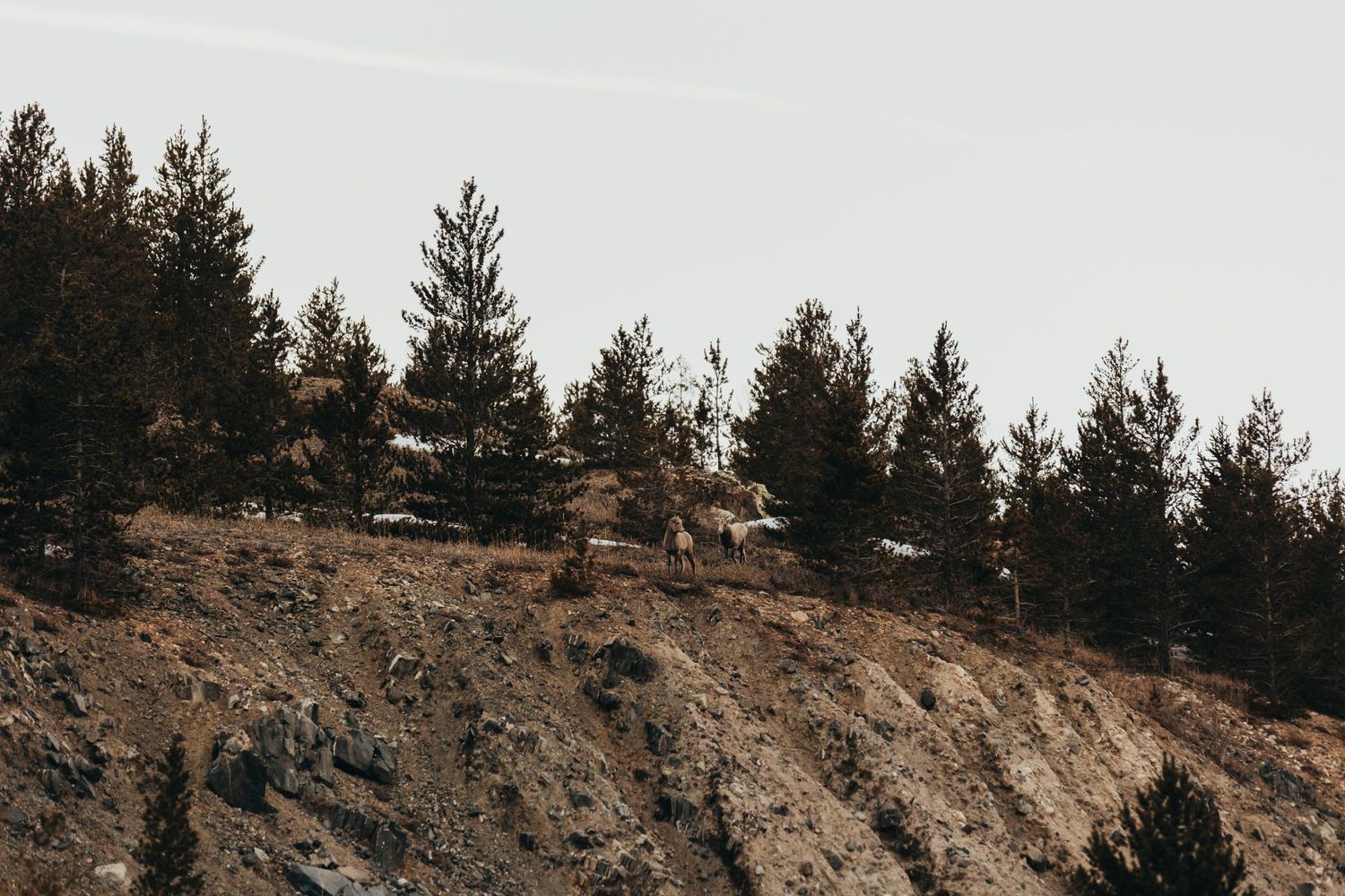 Pine trees growing on rocky mountainside against cloudy sky.