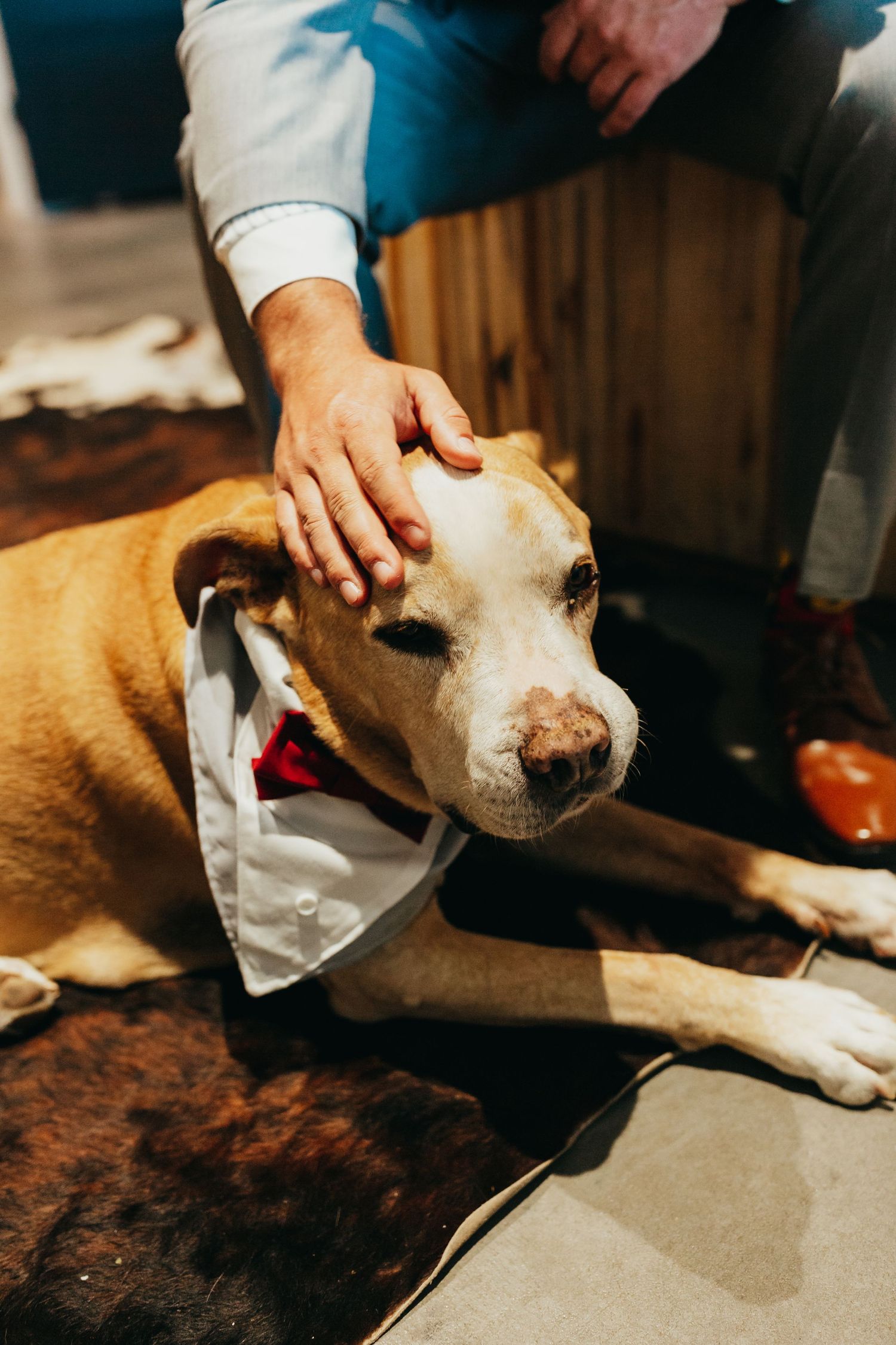 A tan and white dog wearing a bandana receives gentle pets while resting on the floor.