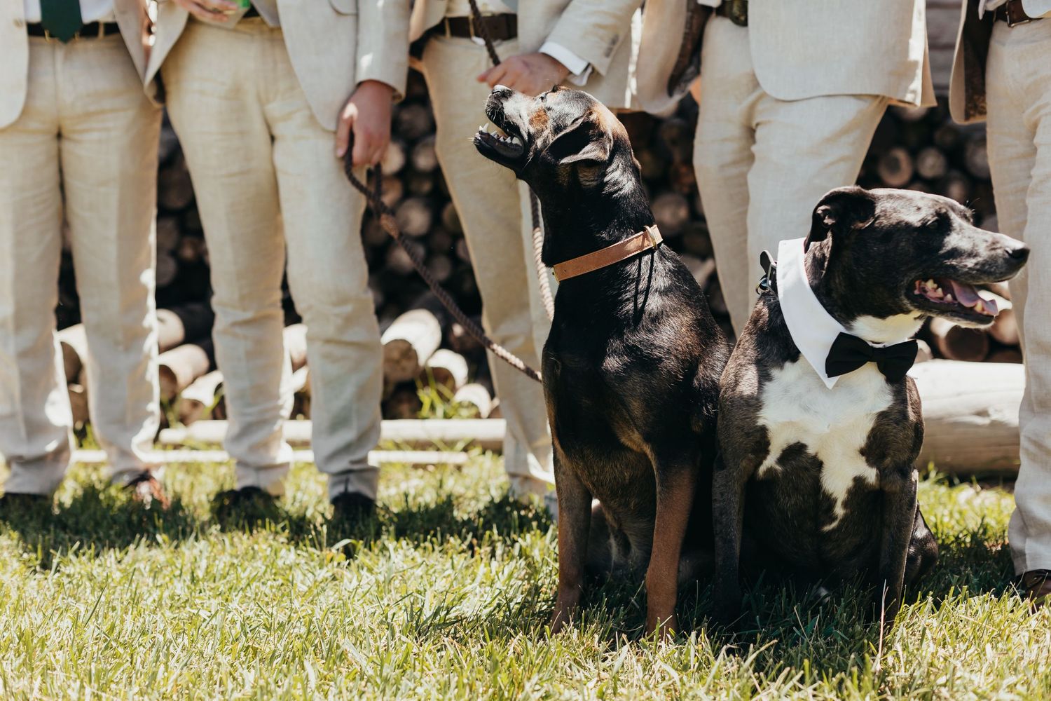Two black dogs sit attentively on grass while guests in beige pants stand in background during outdoor wedding.