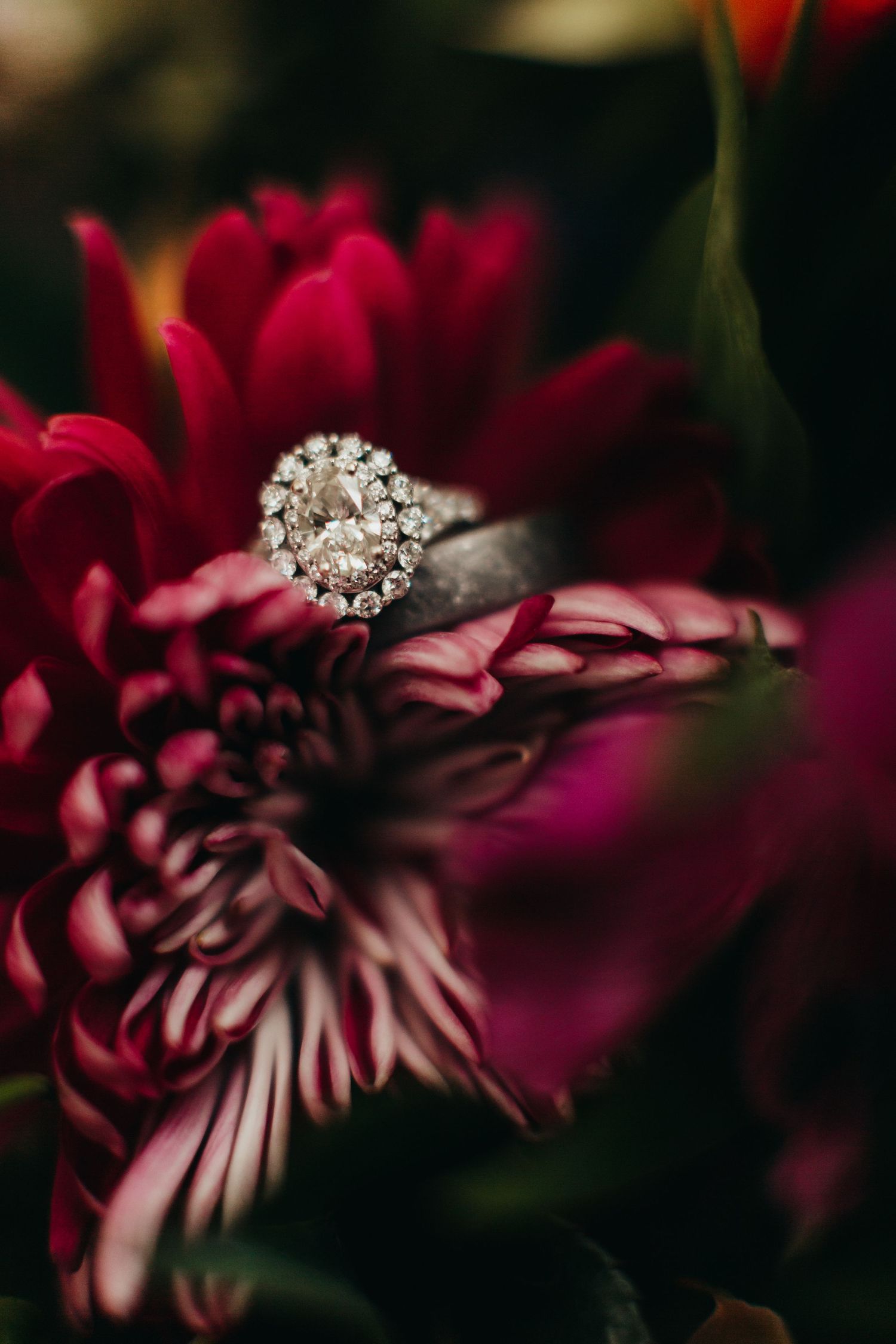 Diamond engagement ring nestled in deep red flower petals with artistic lighting.
