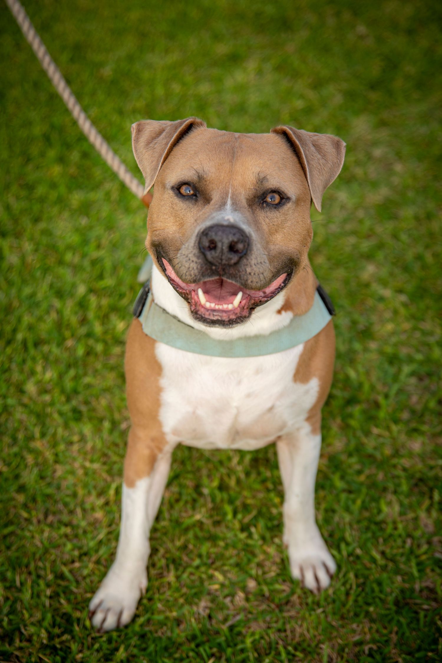 Dog looking at camera at community walking event Emu Park
