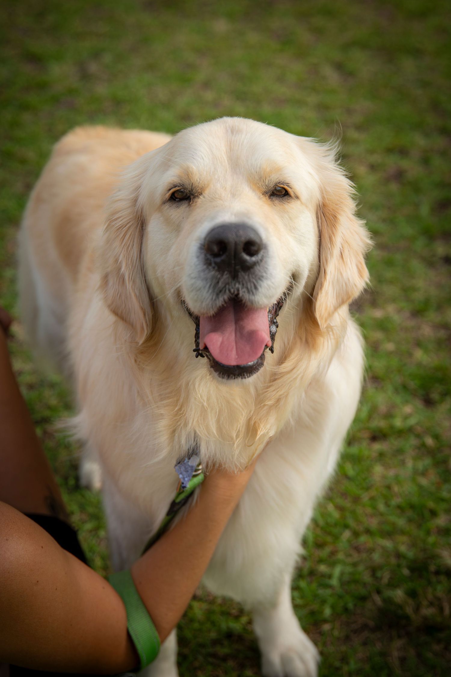 Dog looking at camera at community walking event in yeppoon