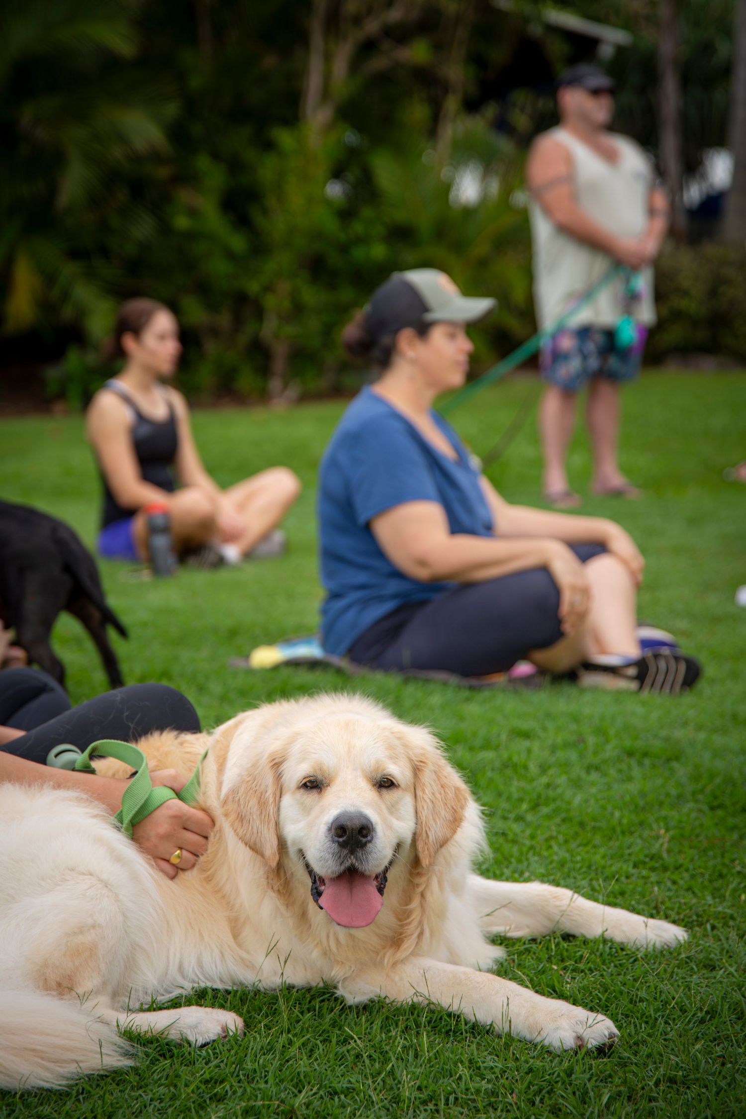 Golden retriever participating in Salty Steps event